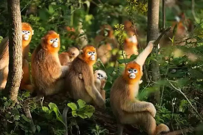 作为云南人，这些特色文化你都知道吗插图50