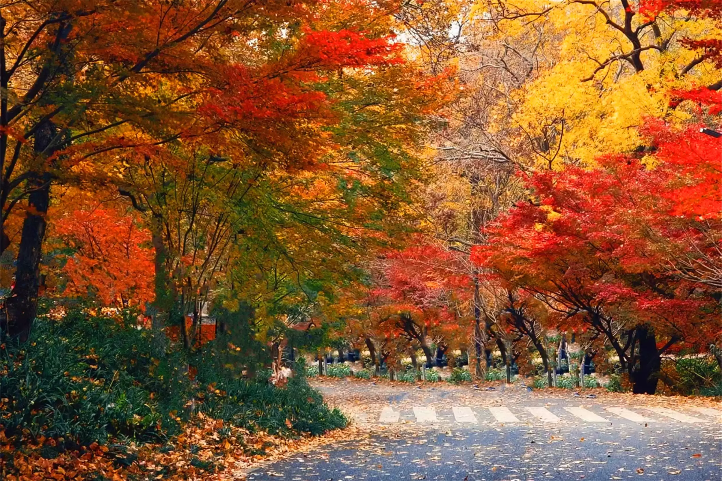 秋天最美城市：五地秋季盛景等你来插图19