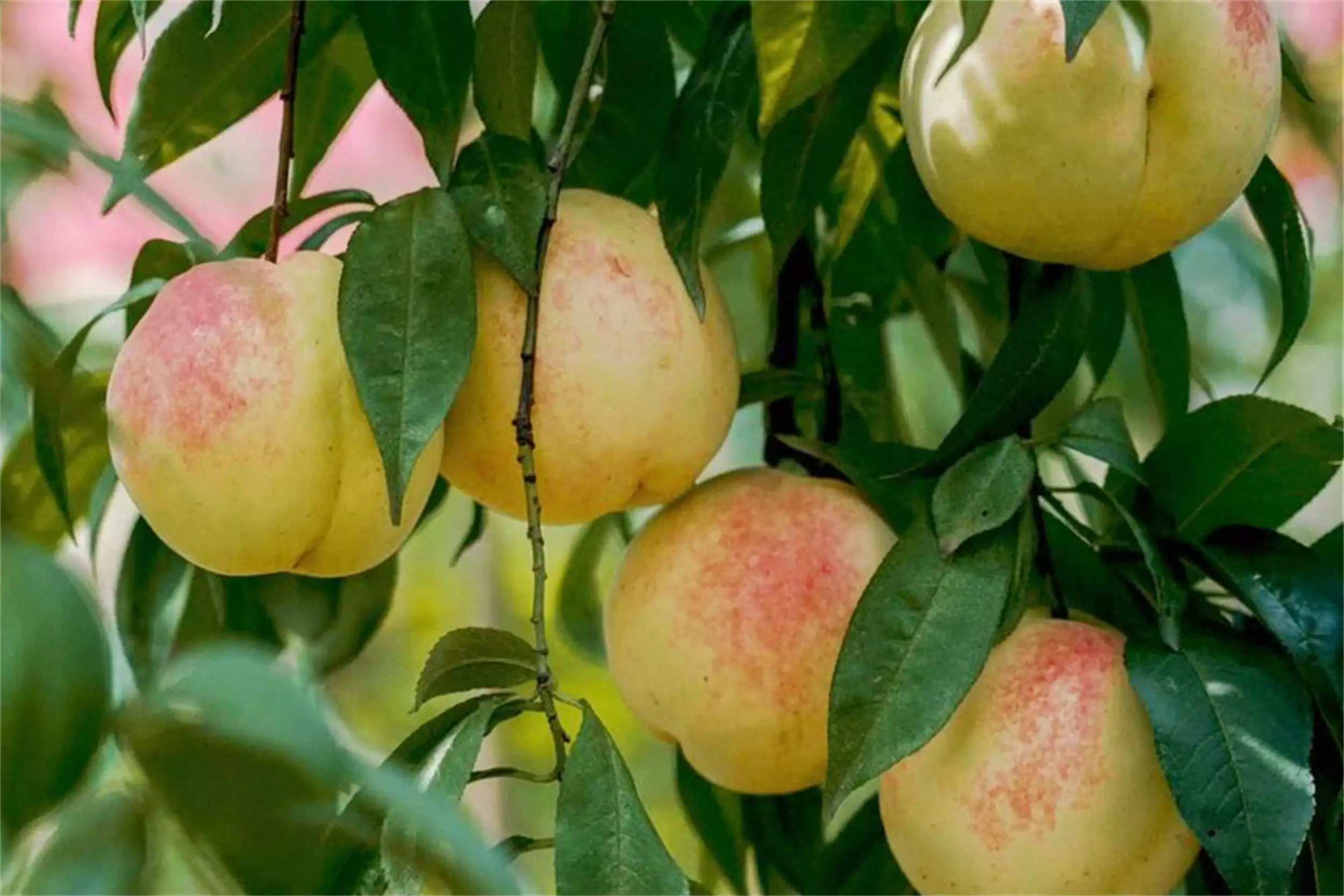 中国八地桃子大赏，香甜爽脆等你来尝插图1