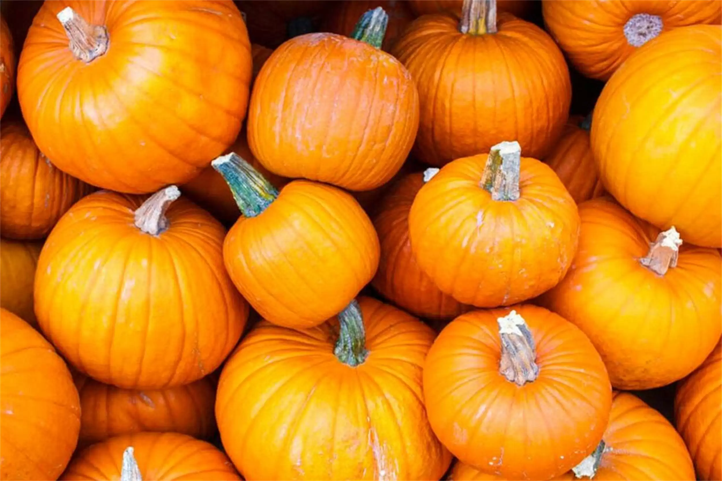 天凉饮食调整：5种夏季菜少吃，5种秋季菜多吃插图14