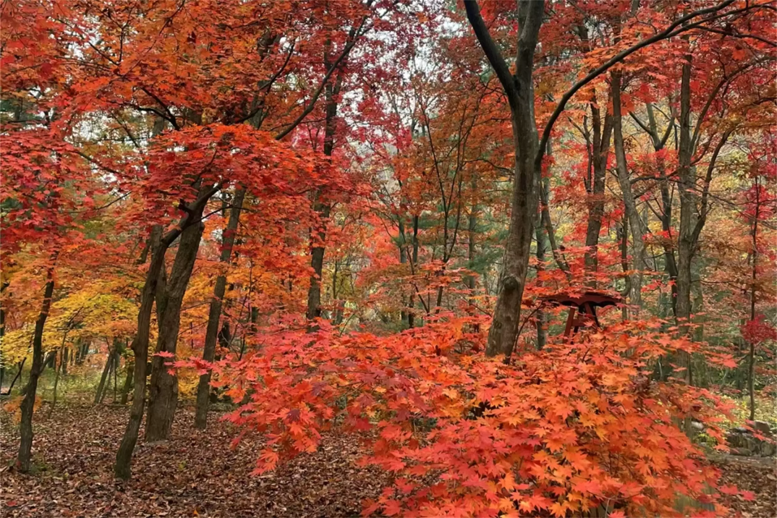 秋天最美城市：五地秋季盛景等你来插图2