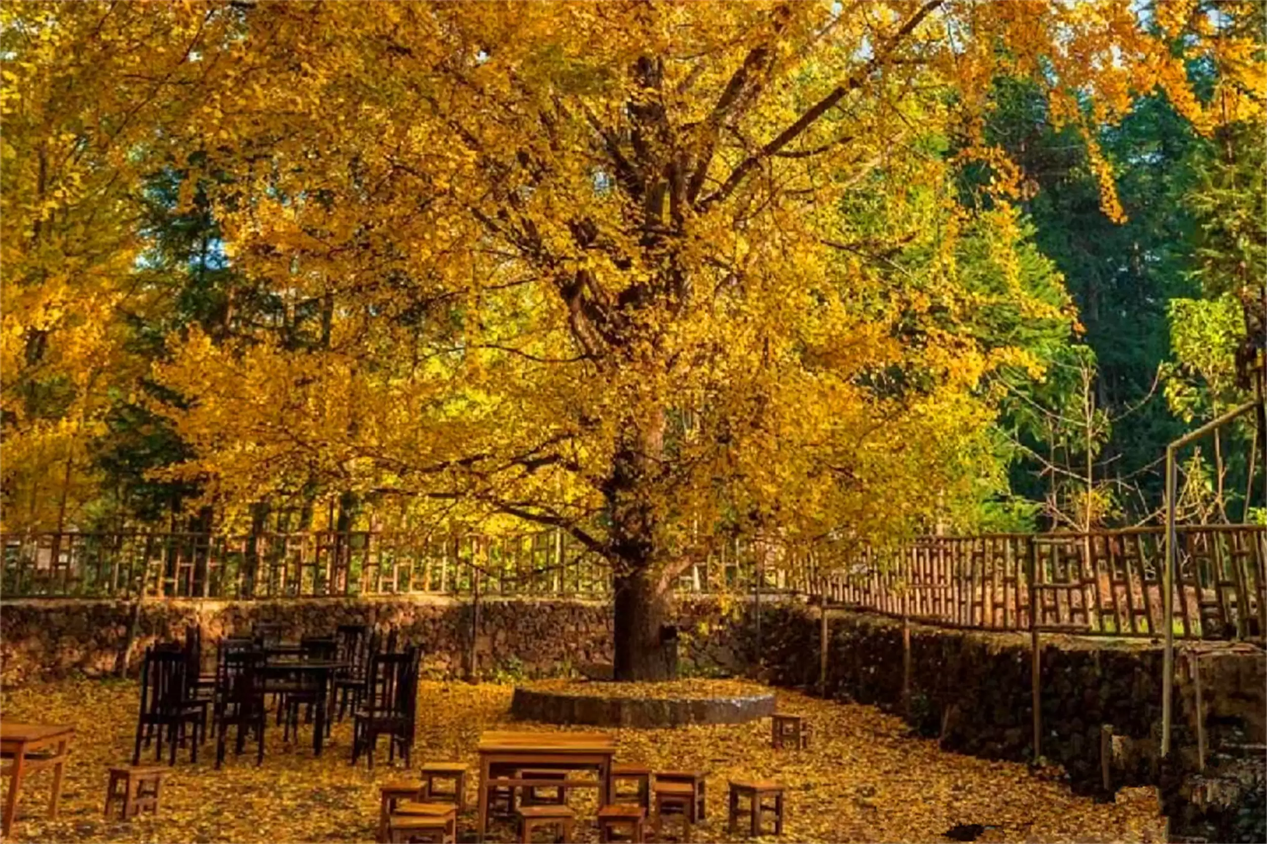 秋天最美城市：五地秋季盛景等你来插图24