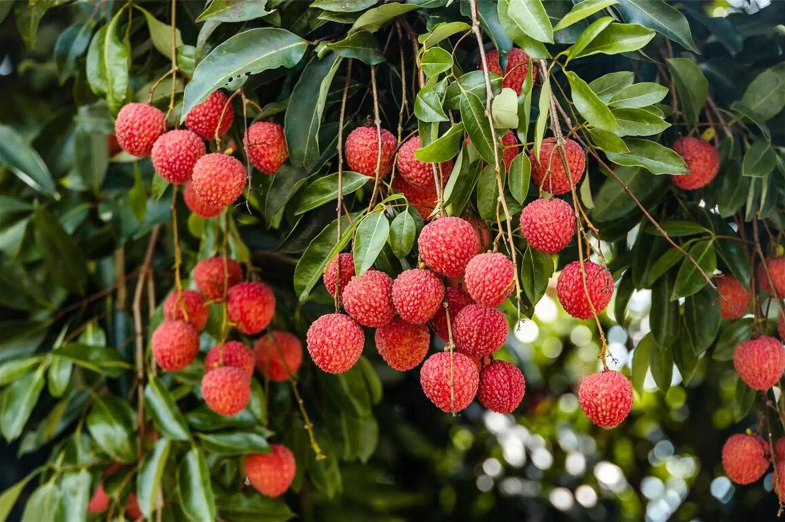 鲁迅吃货人生：钟爱美食与看牙趣事插图13