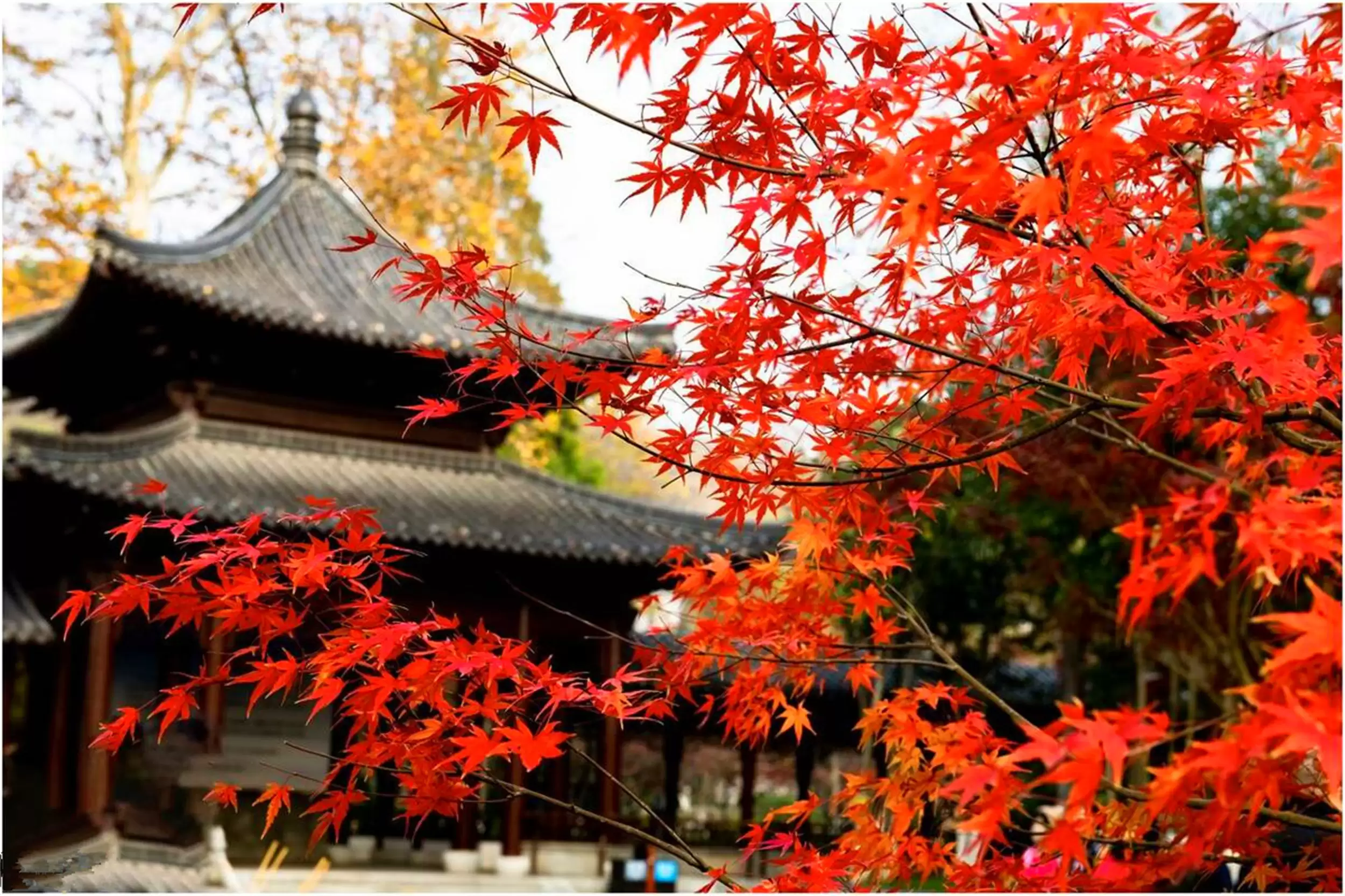 国内赏红叶五大胜地，拍照打卡好去处插图11