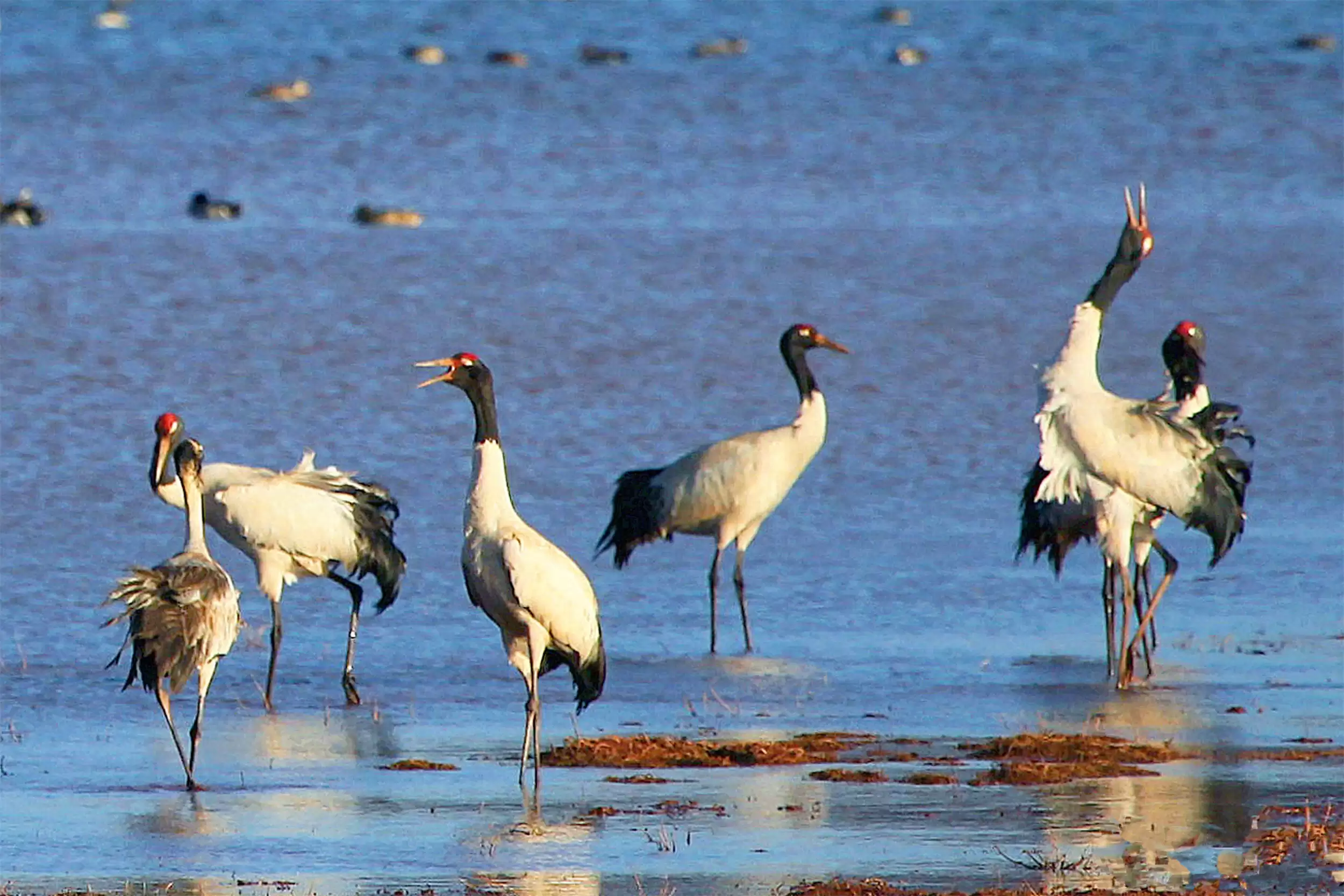 凤凰传奇歌中“乌蒙山”：旅游胜地探秘插图19