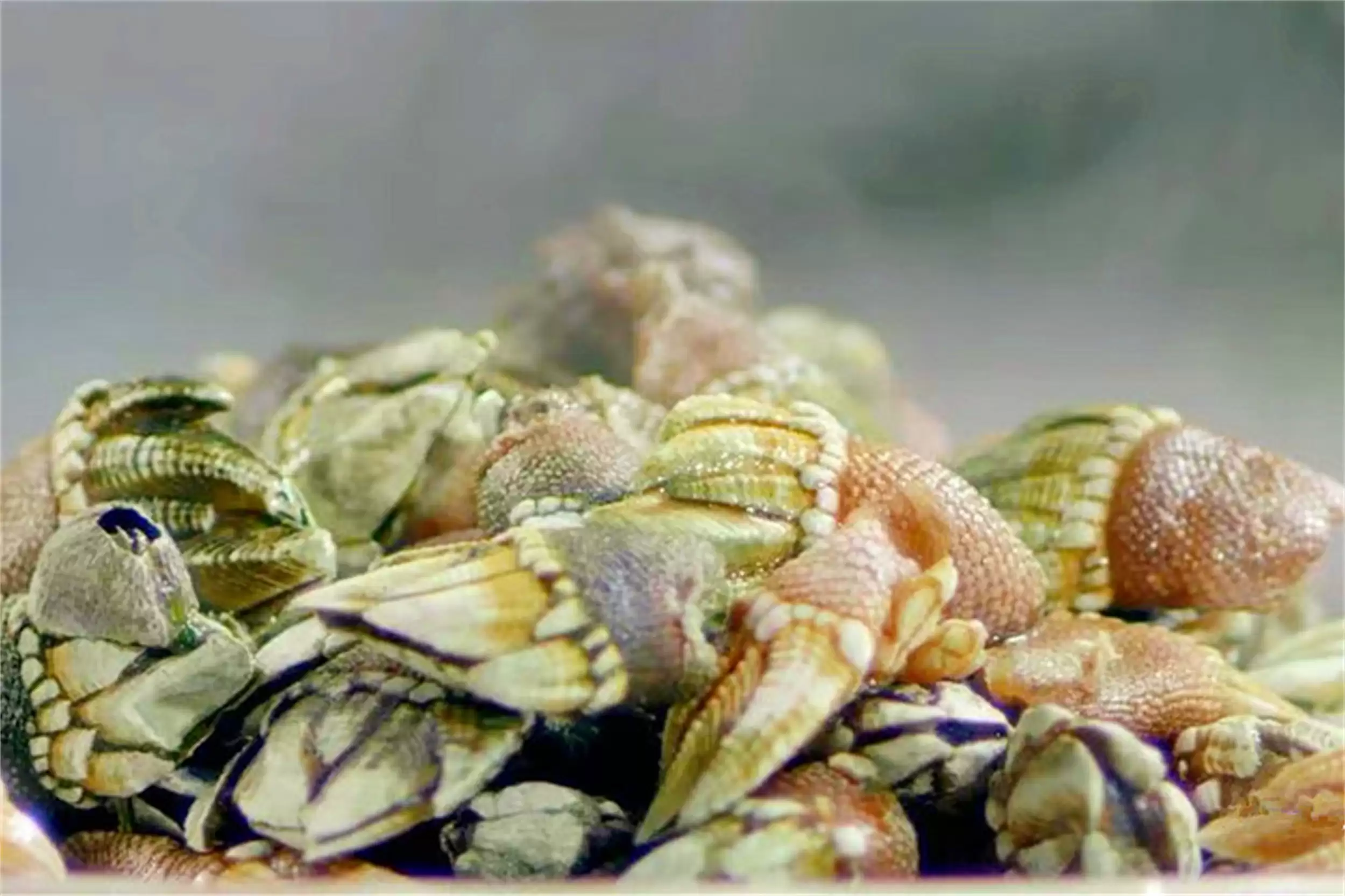 海边海鲜绝配：五种搭配尽显巧思插图28