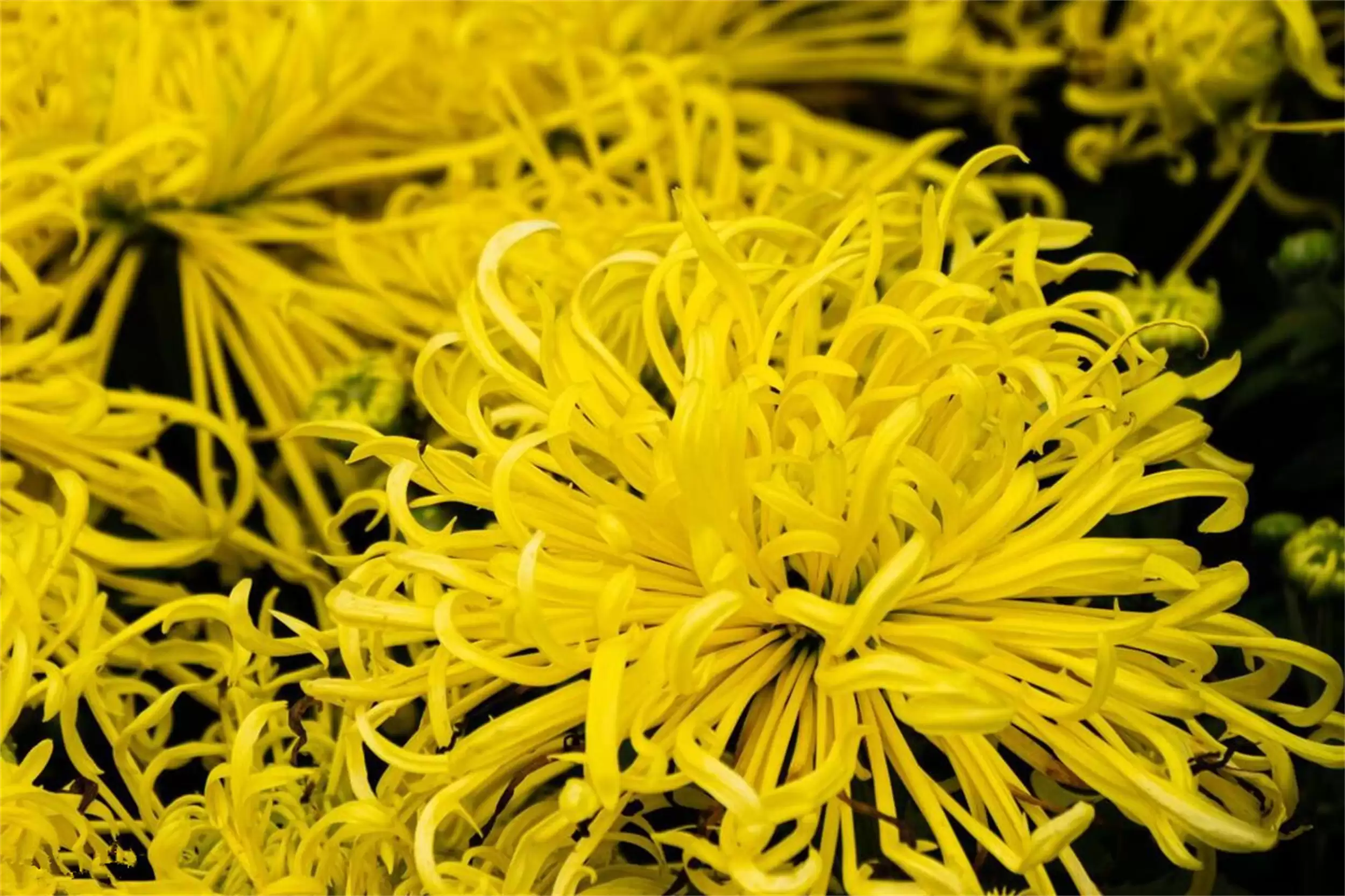 重阳节送礼攻略：“3送3不送”有讲究插图7