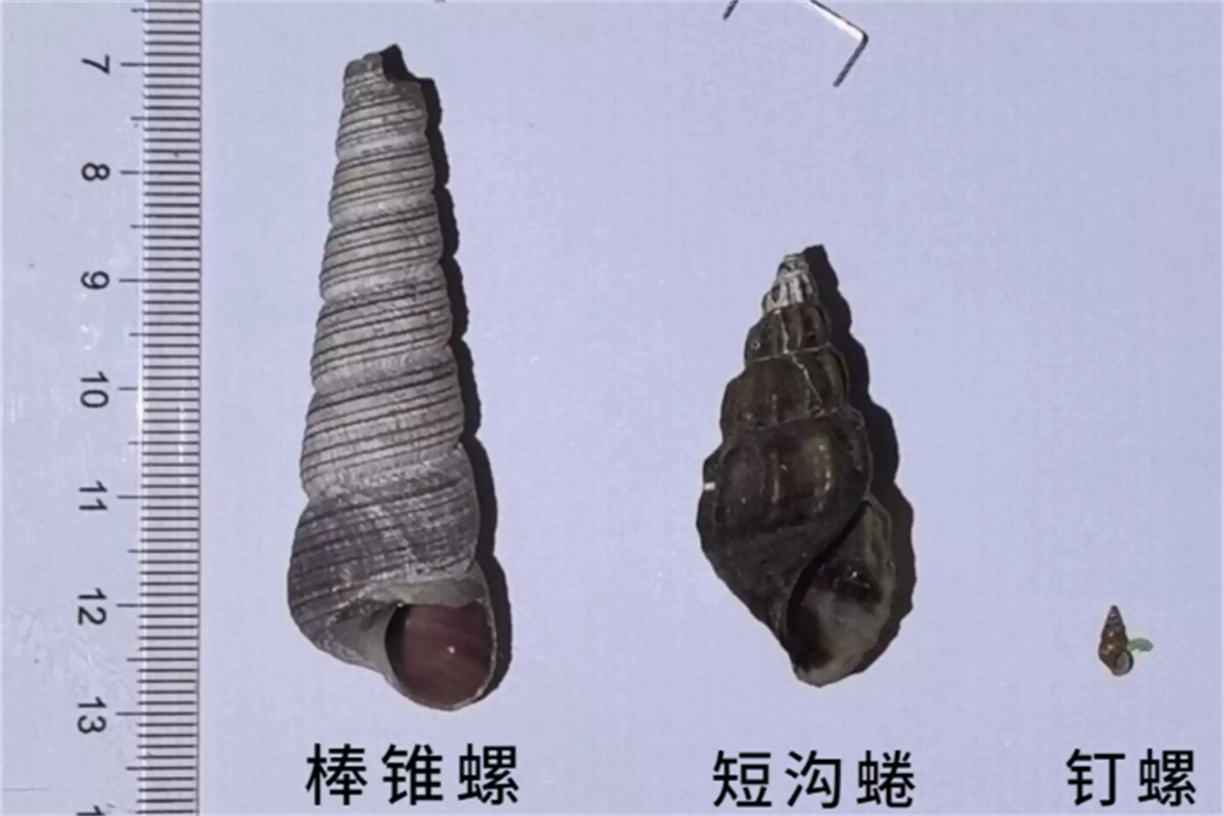 海边海鲜绝配：五种搭配尽显巧思插图8