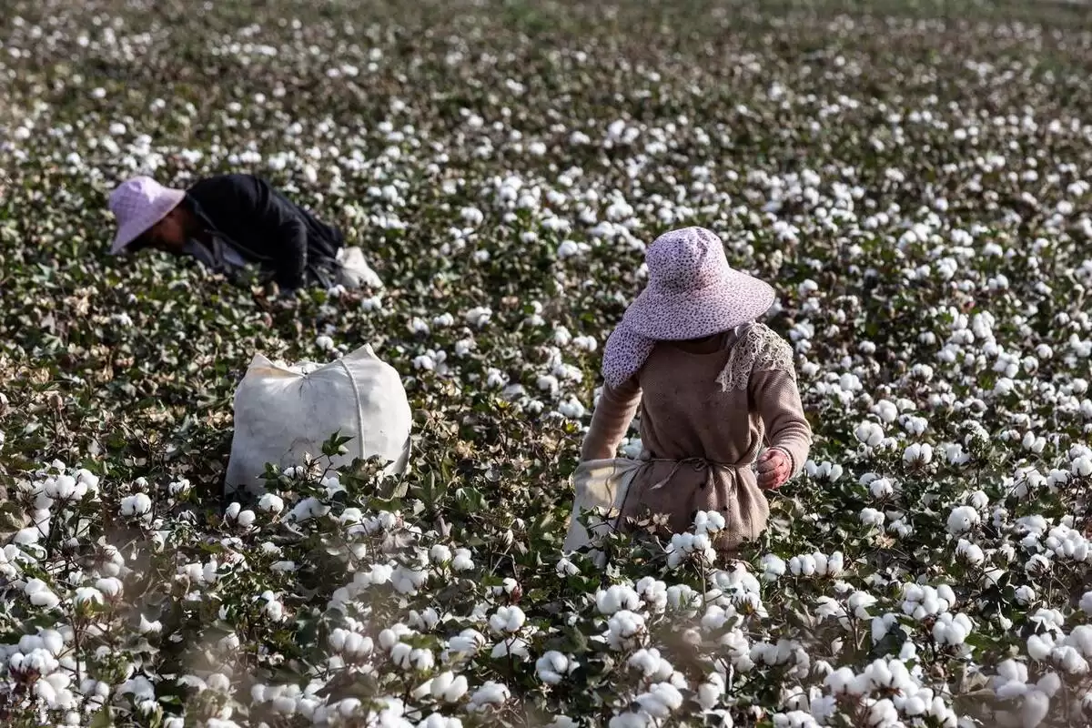 中国最爱大盘鸡省份揭晓，独占鳌头之省插图5