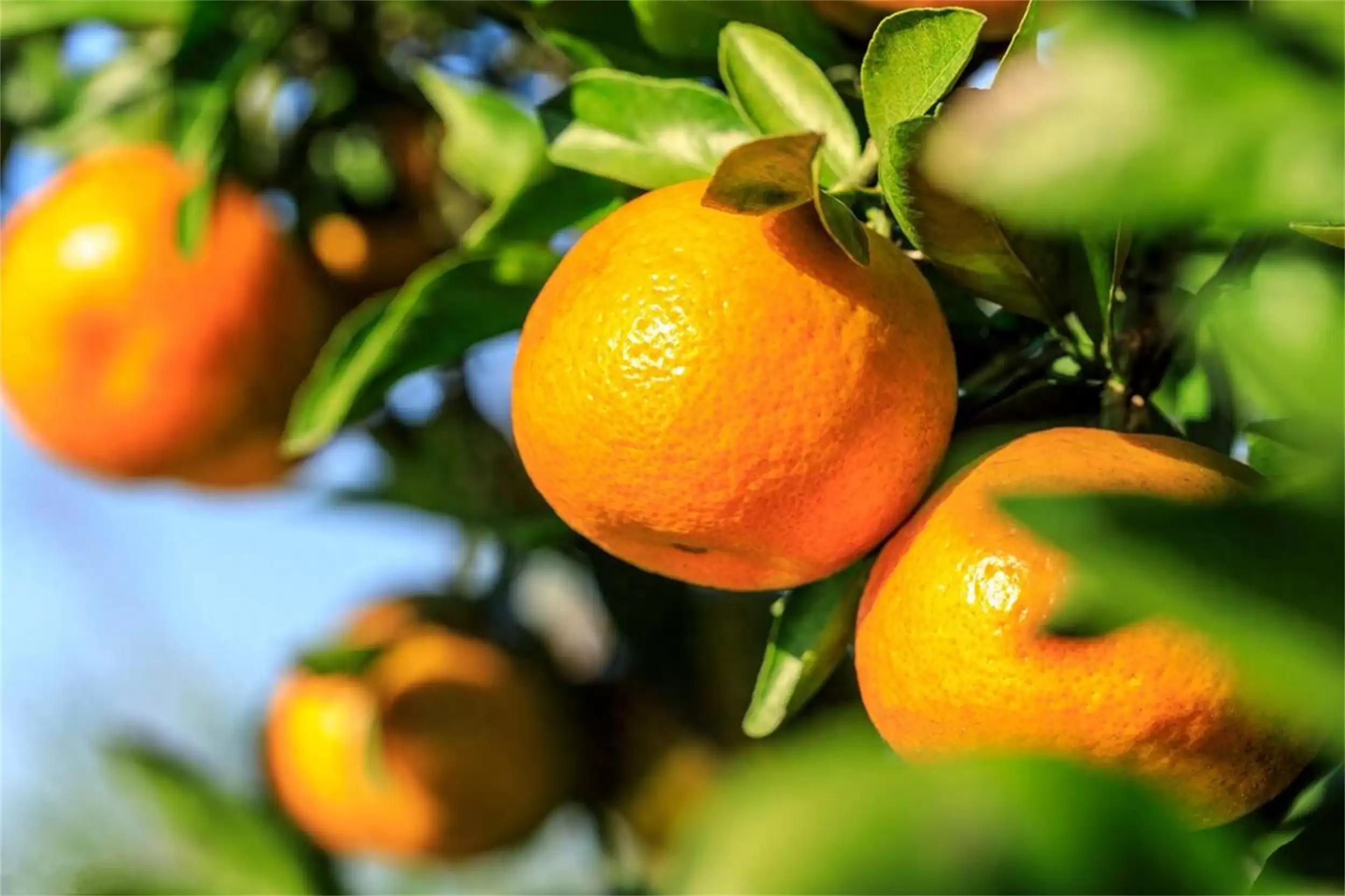 深秋“5果”养生，滋润解燥迎寒冬-会东网