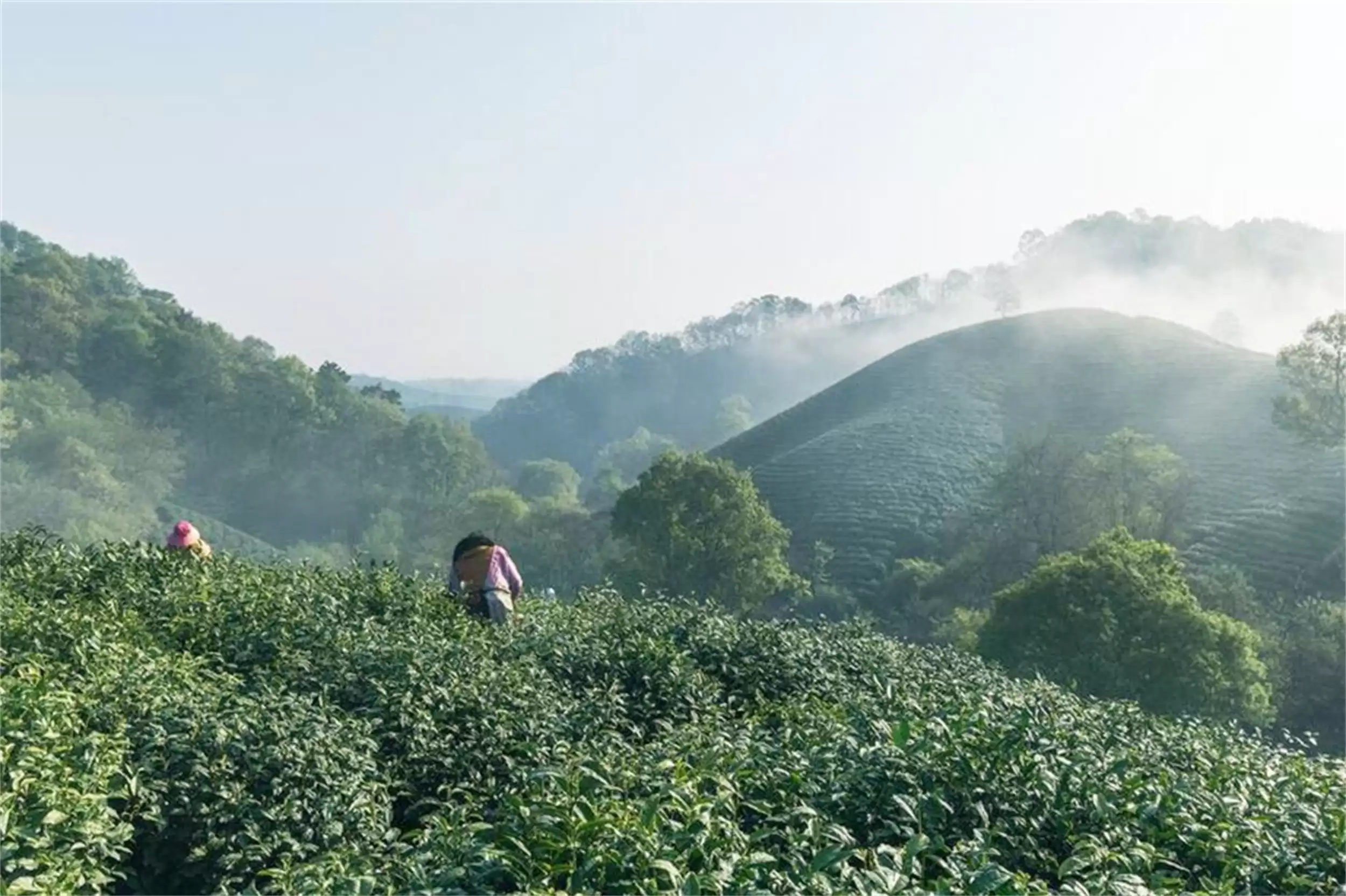 河南特产推荐：八种地理标志产品精选插图2