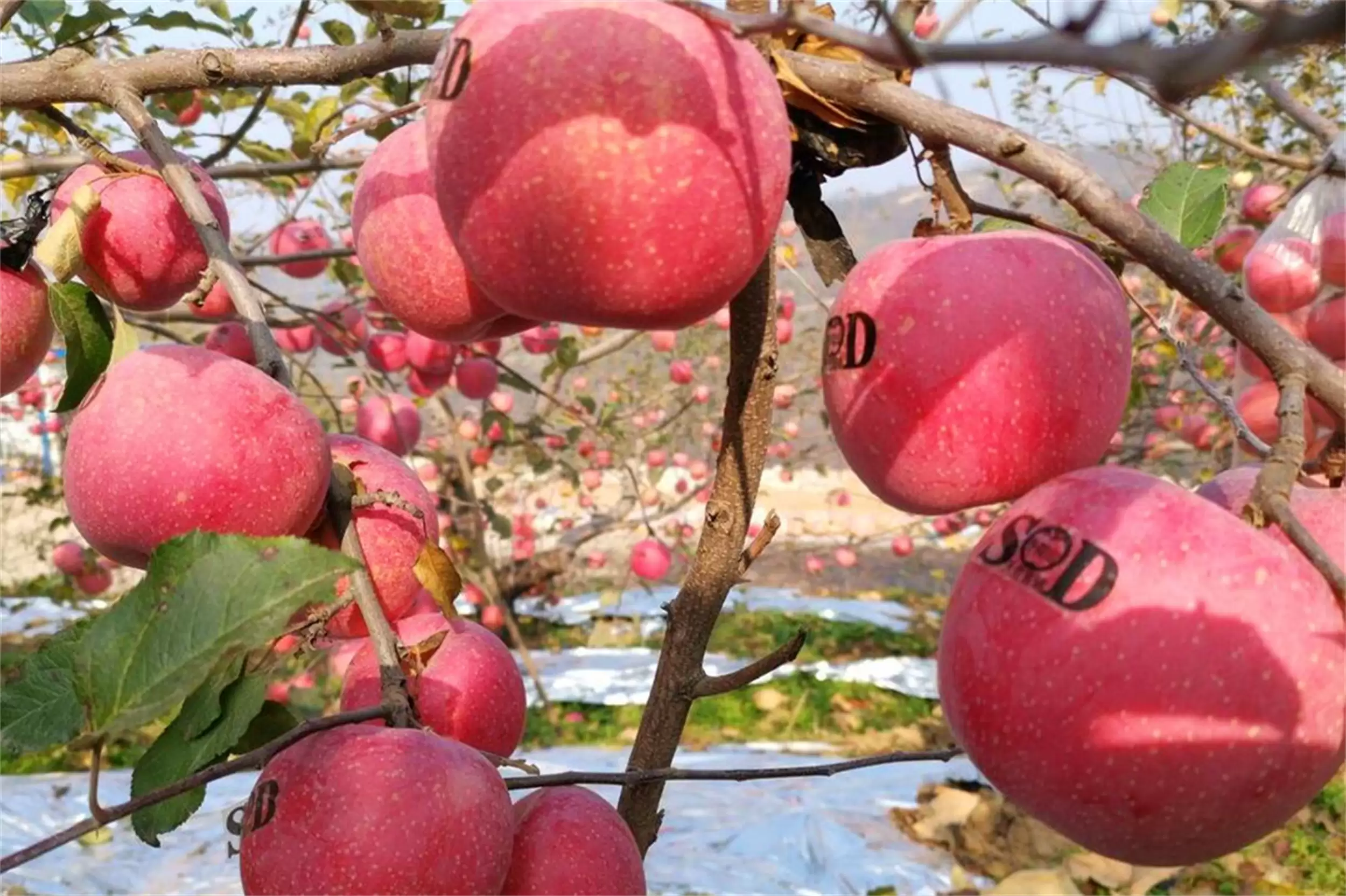 河南特产推荐：八种地理标志产品精选插图7