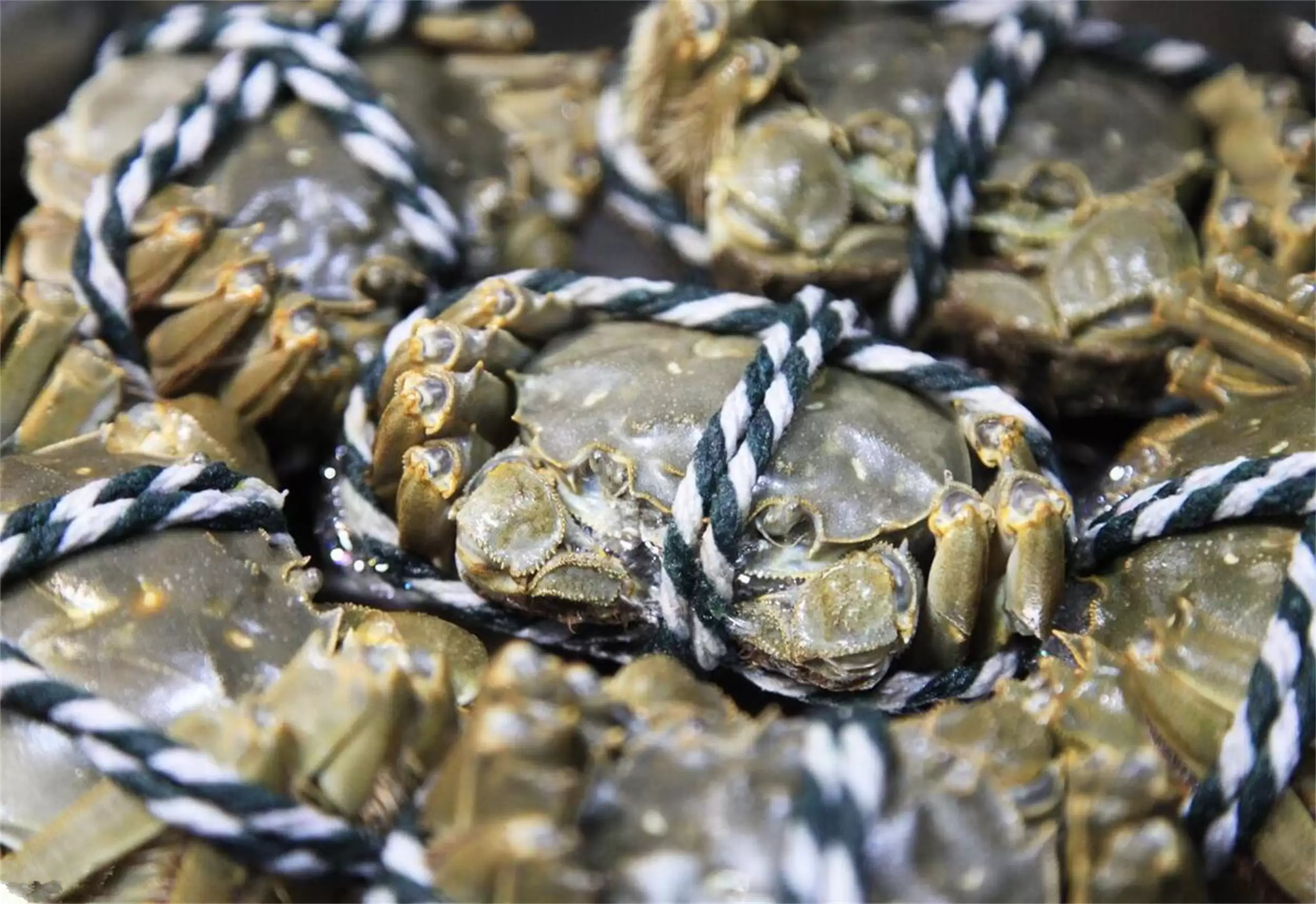 除阳澄城外的螃蟹推荐：六种名蟹待品尝插图13