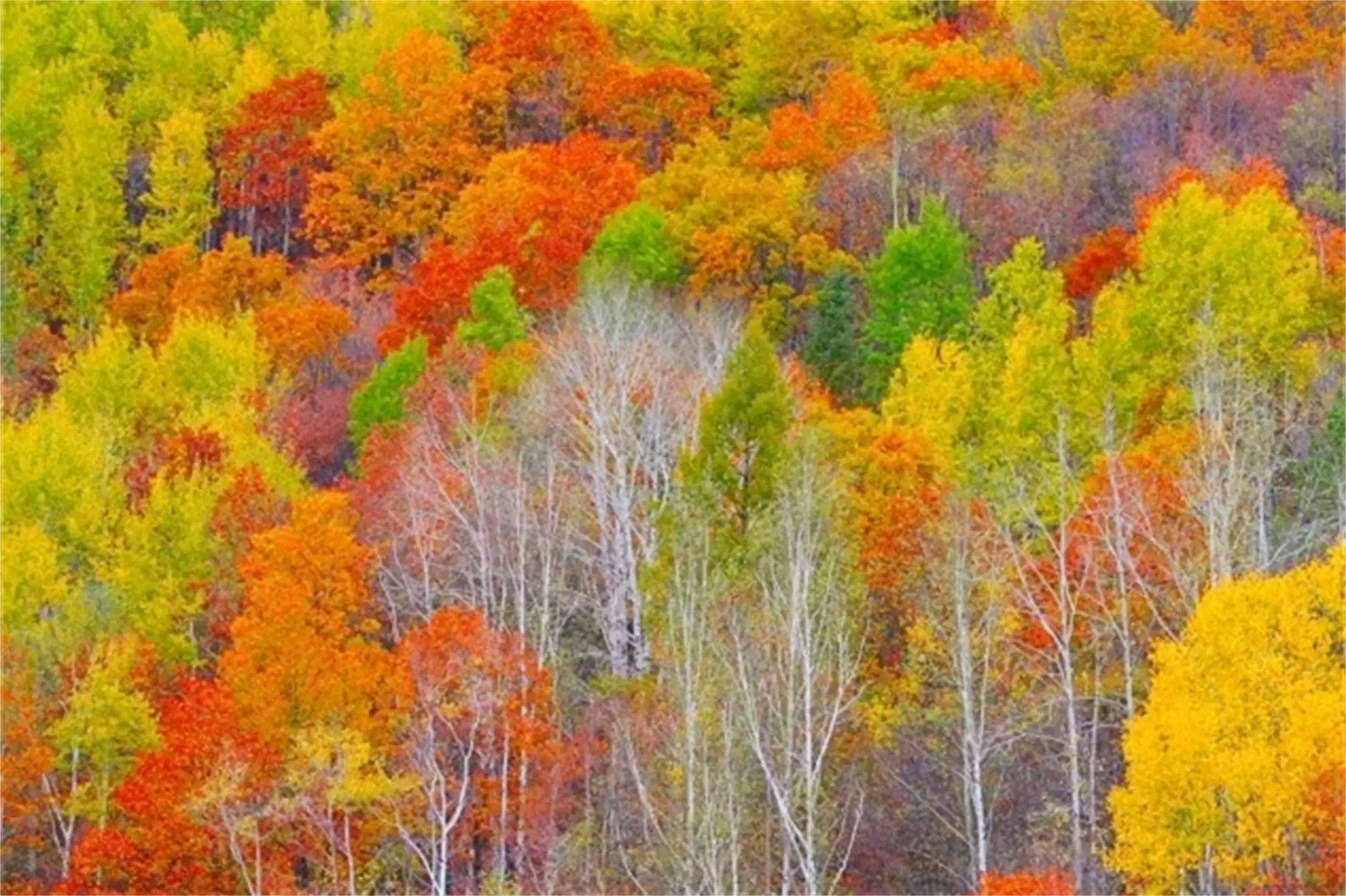 秋天最美城市：五地秋季盛景等你来插图8