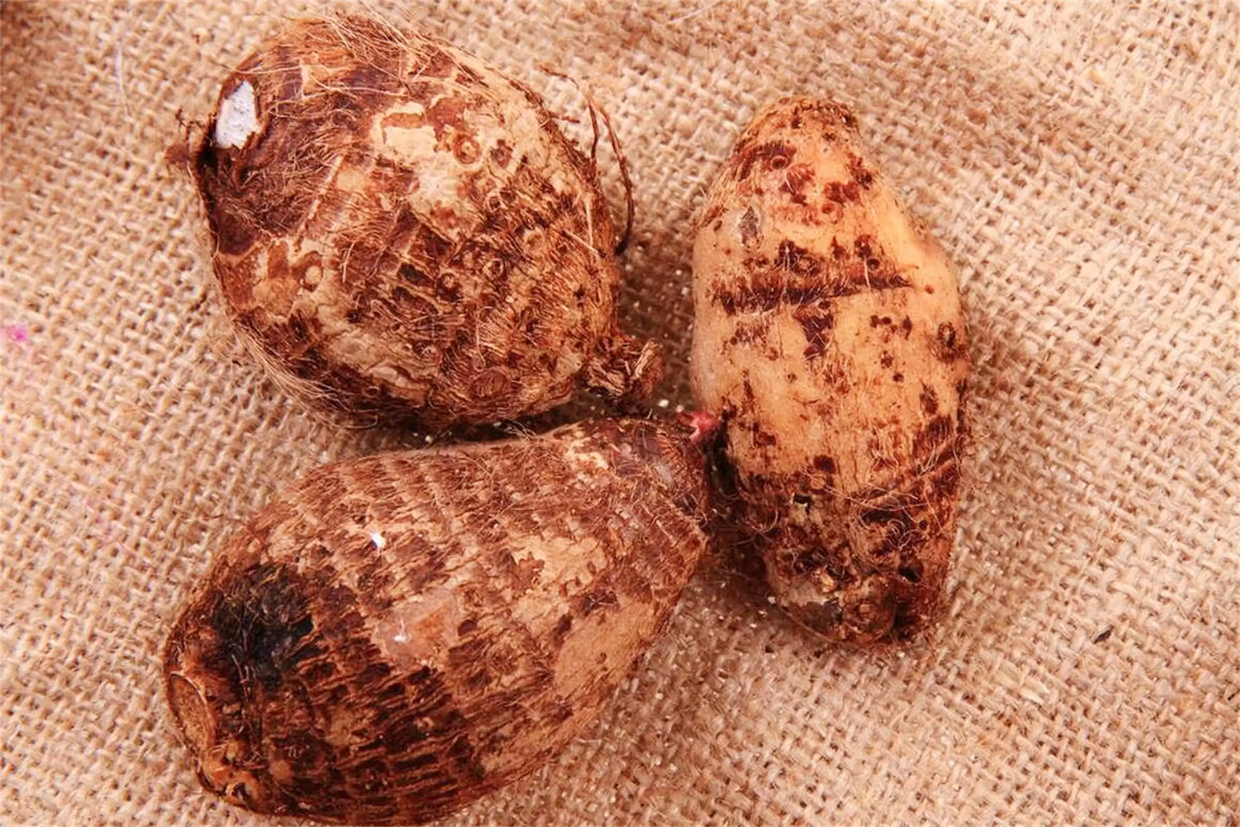 寒露“5珍”养生，为入冬筑牢根基插图13