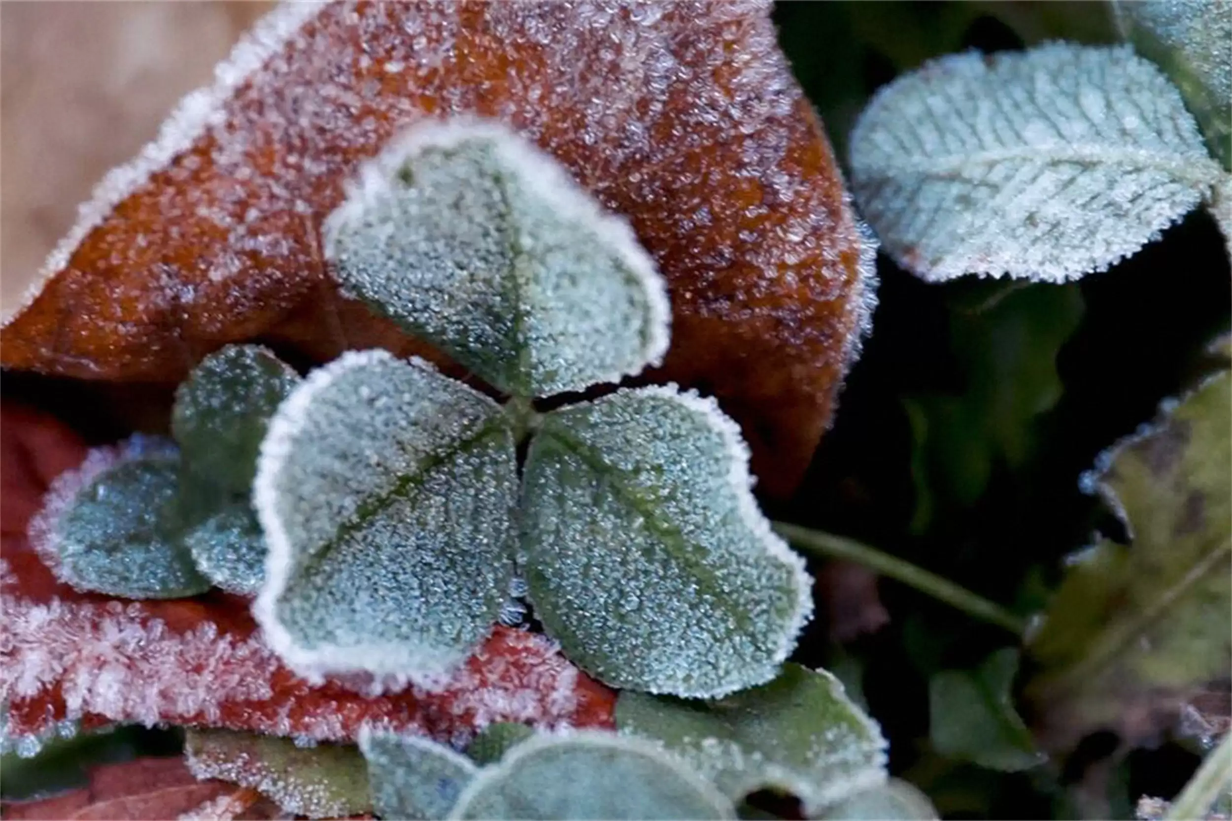 霜降饮食注意：“1避2忌3补”入冬插图1
