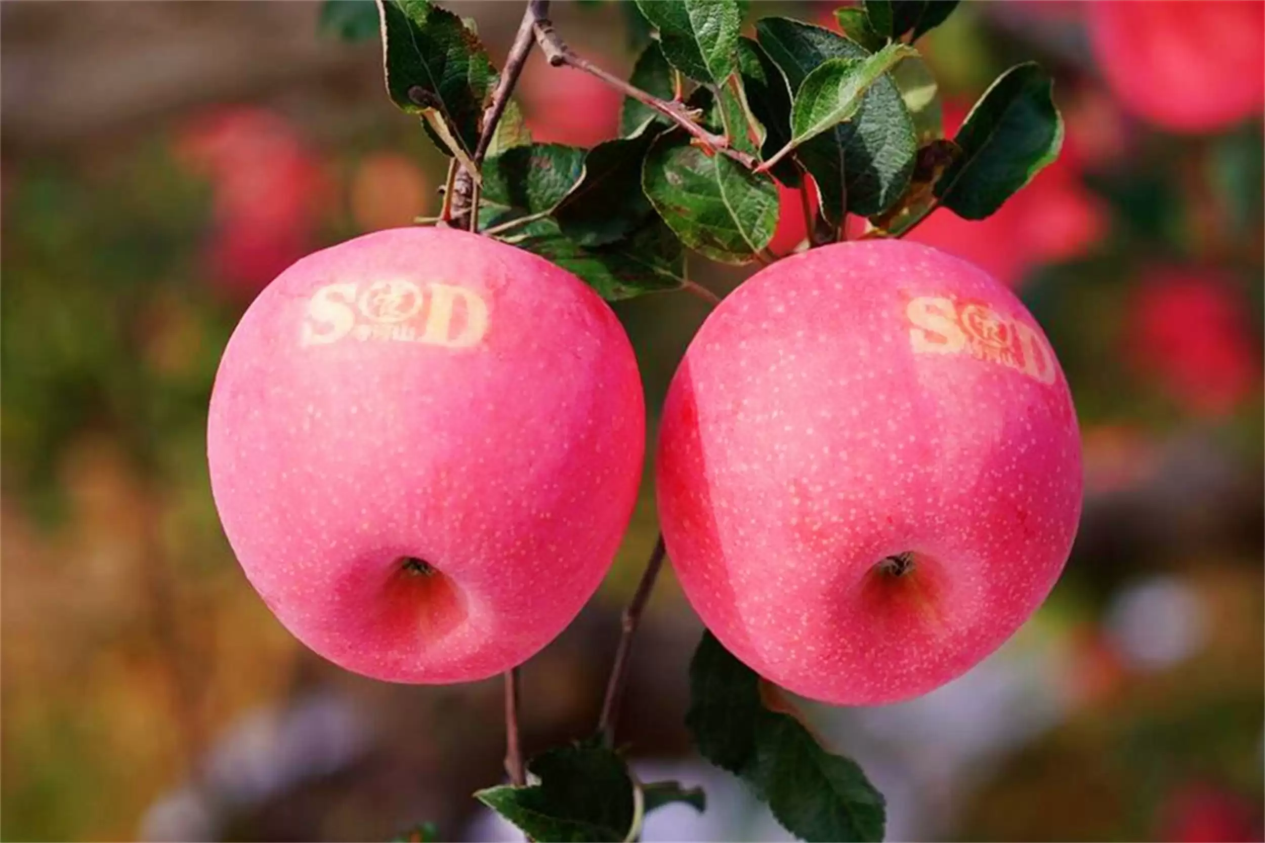 河南特产推荐：八种地理标志产品精选插图6