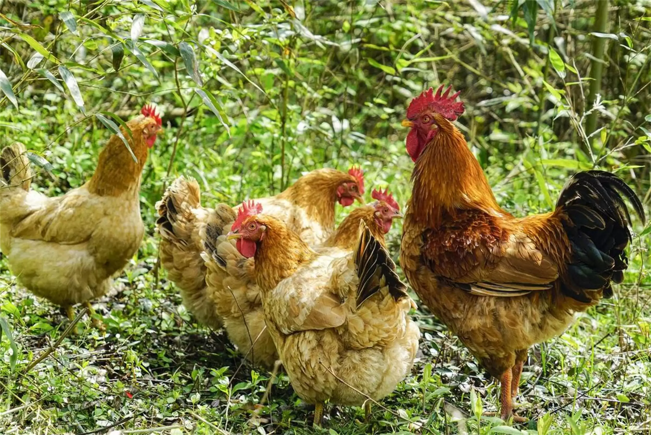 正宗土鸡百元一只贵否？养殖成本大揭秘插图4