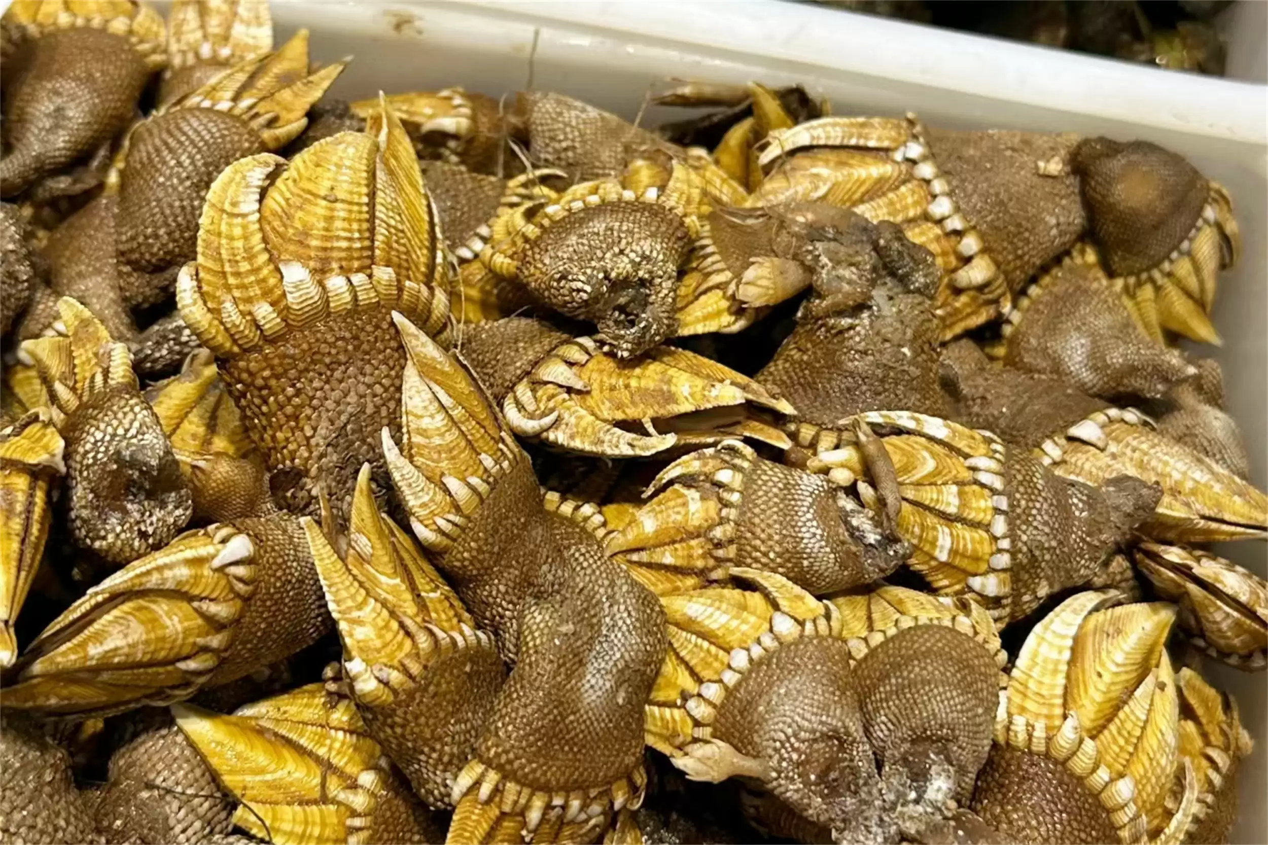 海边海鲜绝配：五种搭配尽显巧思插图22