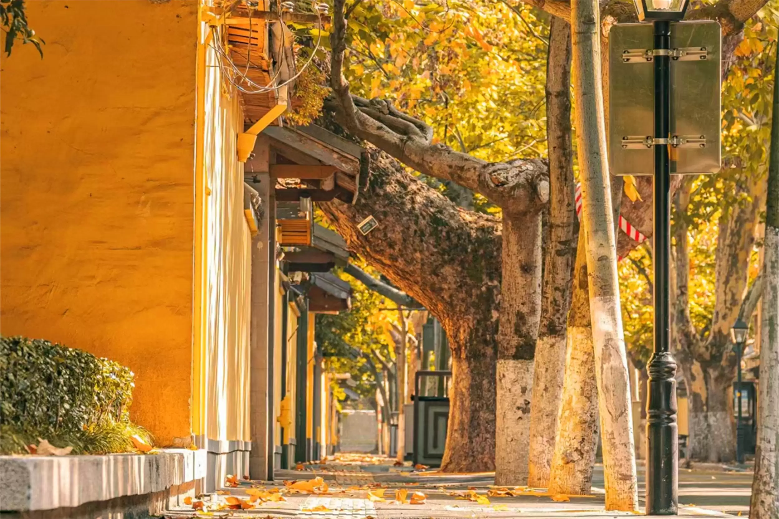 秋天最美城市：五地秋季盛景等你来插图18