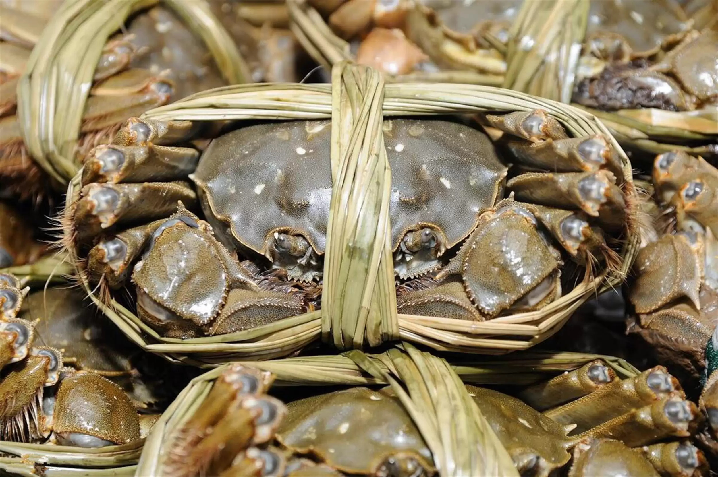 除阳澄城外的螃蟹推荐：六种名蟹待品尝插图11