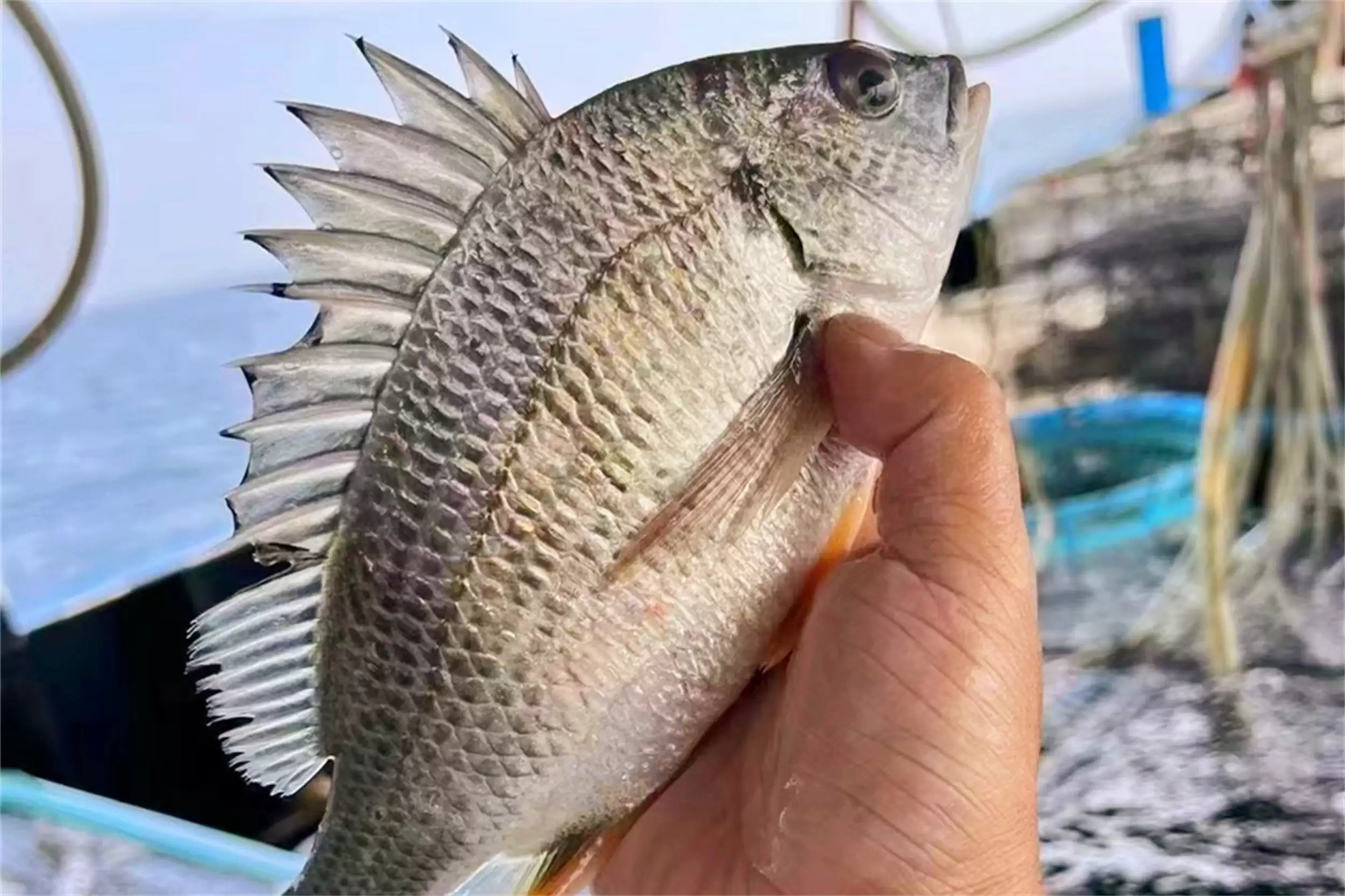 海边海鲜绝配：五种搭配尽显巧思插图4