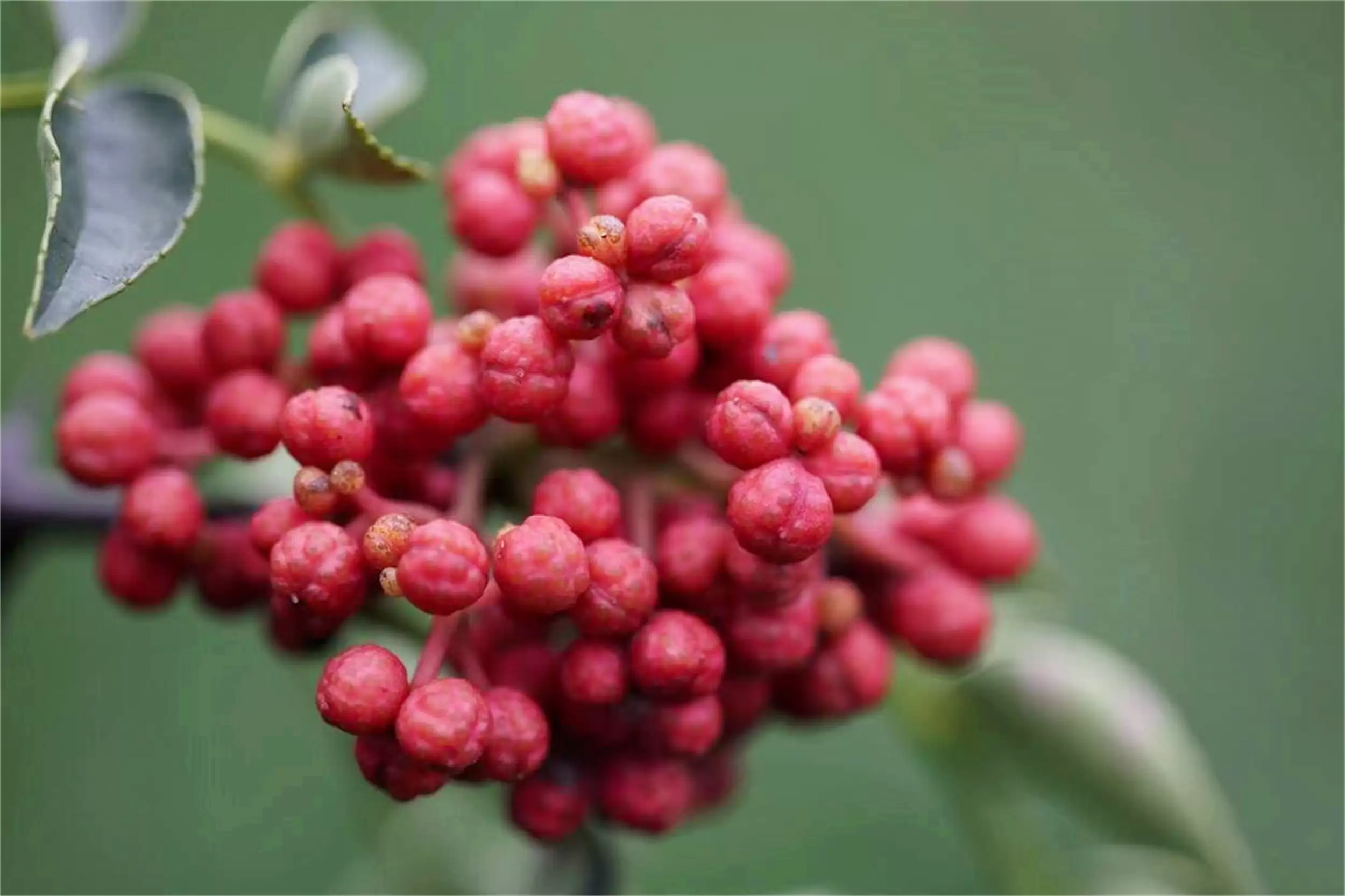 陆游“美食诗人”称号背后的美食故事插图7