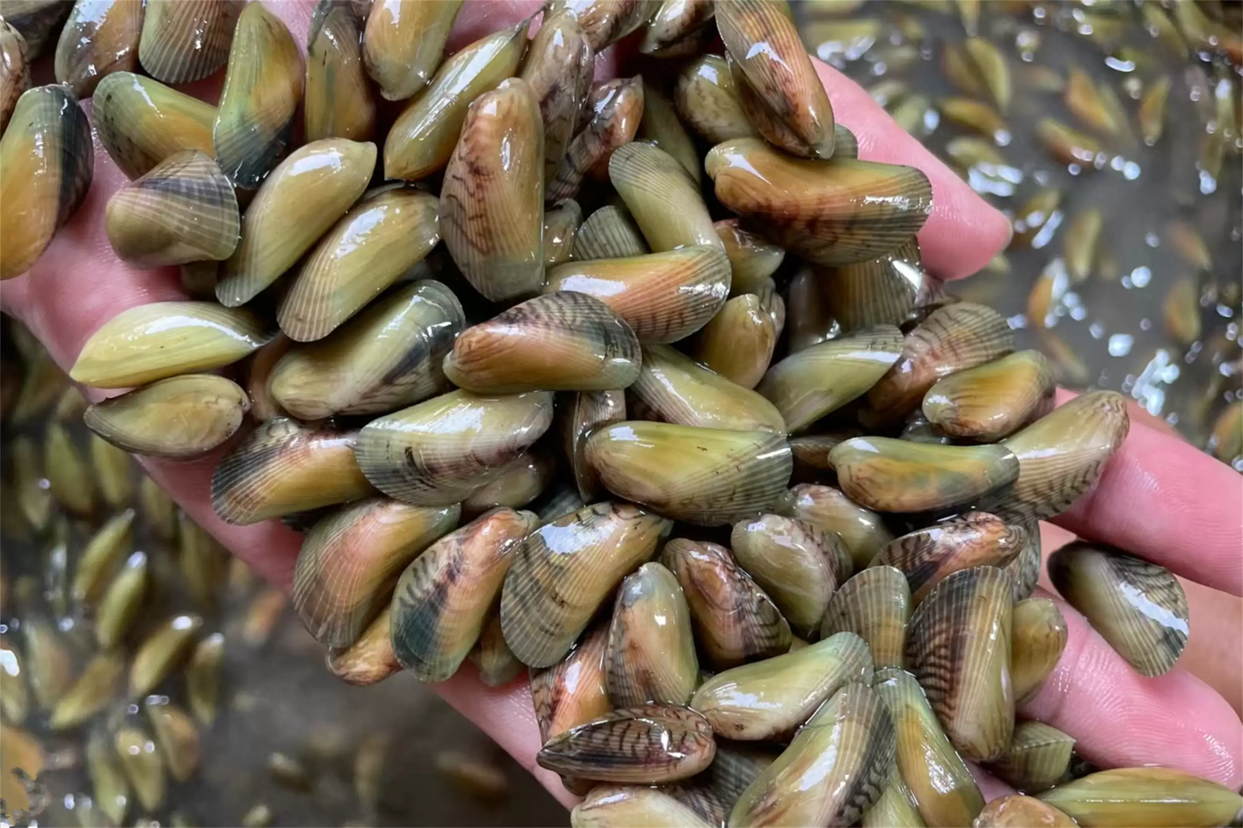 海边海鲜绝配：五种搭配尽显巧思插图16