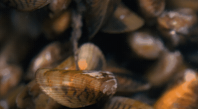 海边海鲜绝配：五种搭配尽显巧思插图19