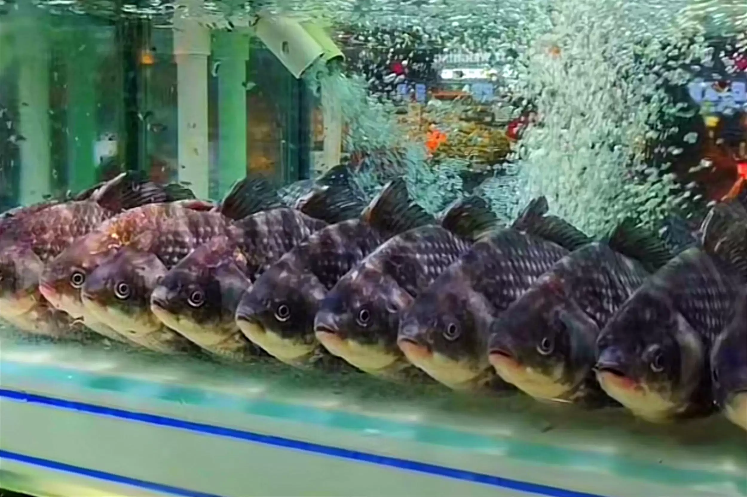 胖东来陈列美学：哈密瓜展示引惊叹插图17