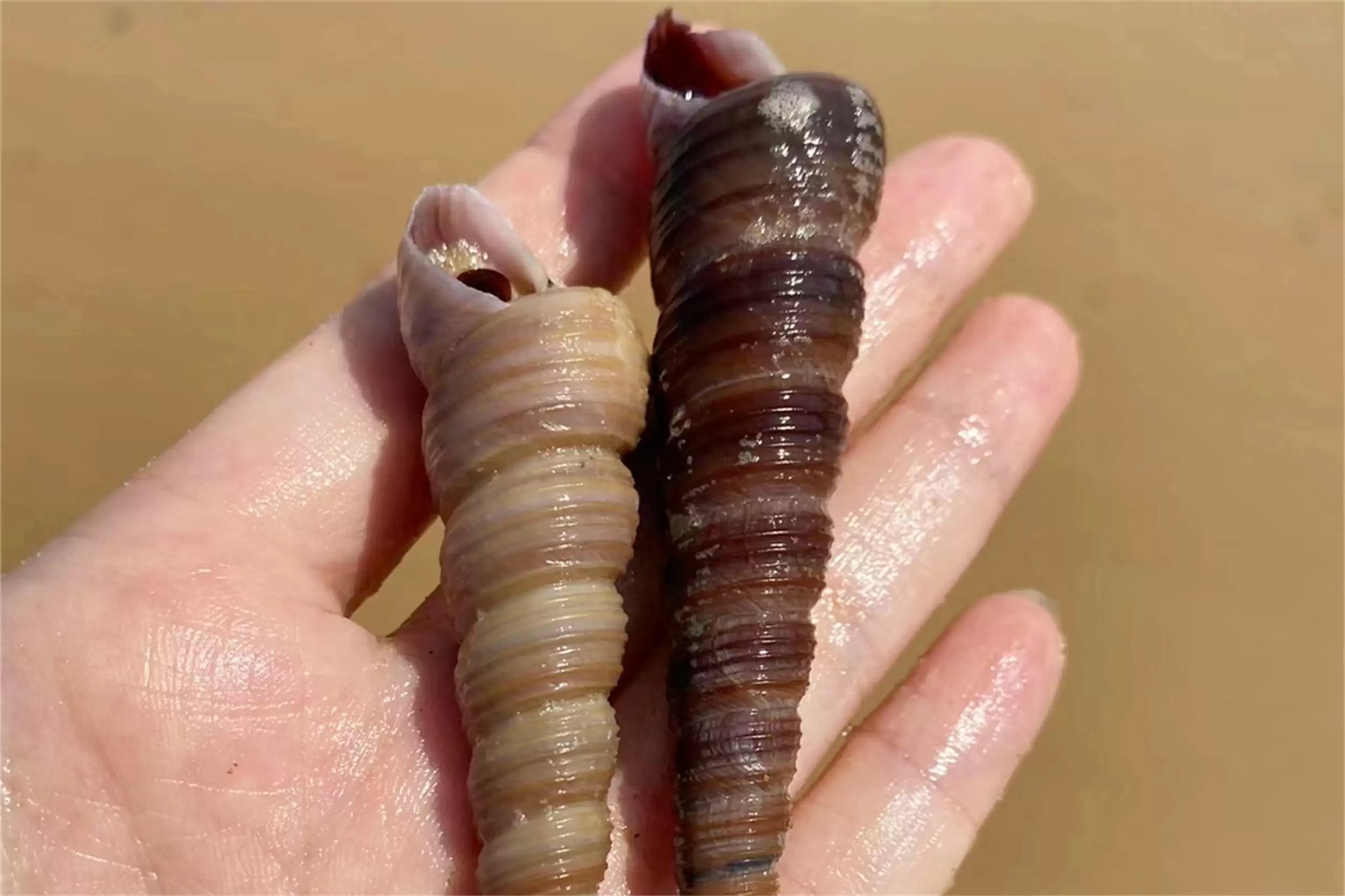 海边海鲜绝配：五种搭配尽显巧思插图7