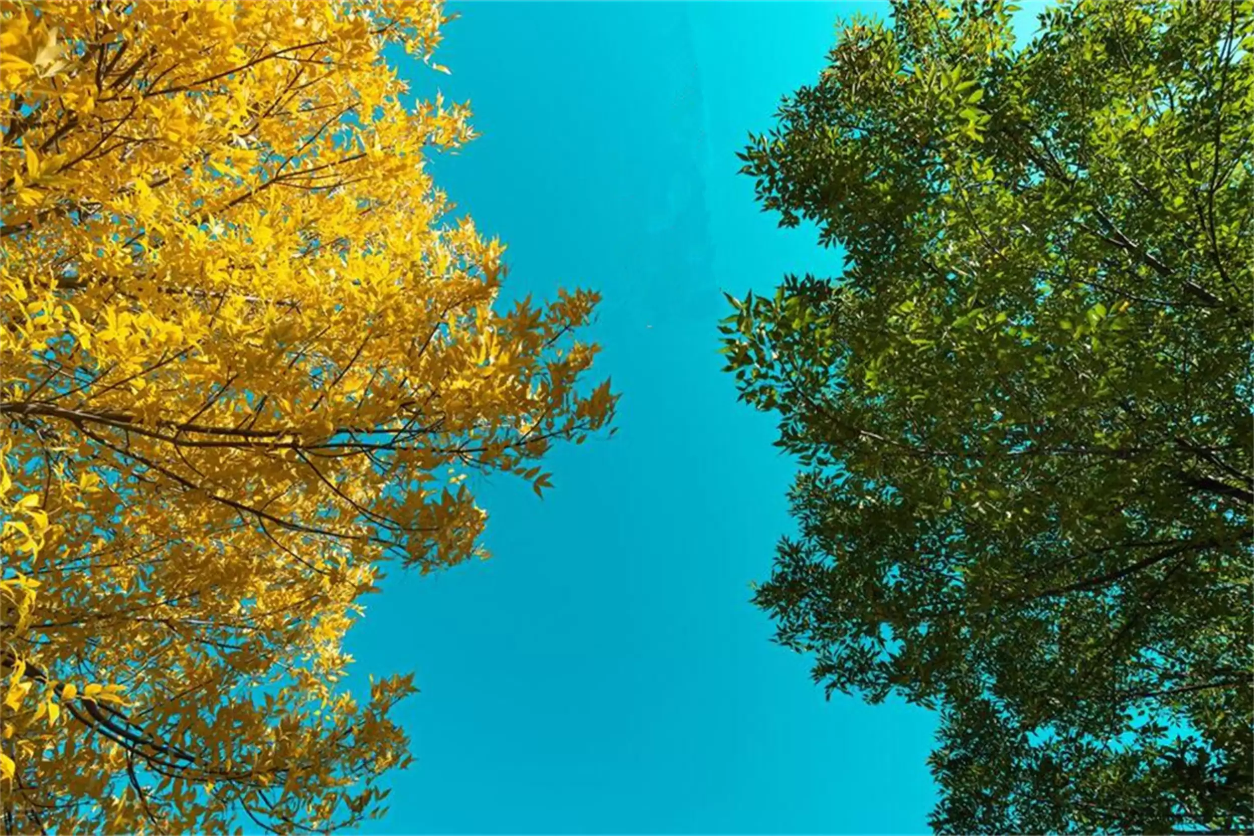 立秋属相“躲秋”及饮食忌宜须知插图2