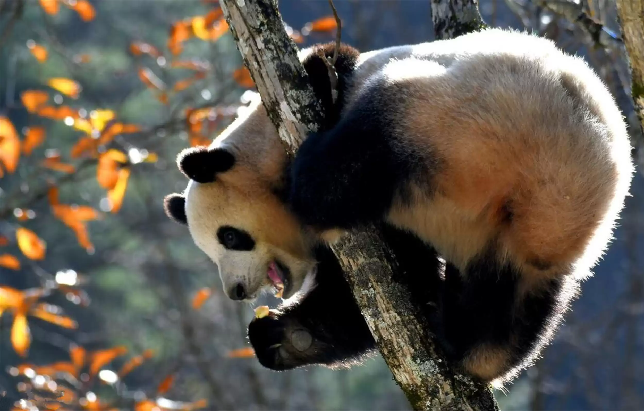 我国五个“异类城市”，特色归属引热议插图18