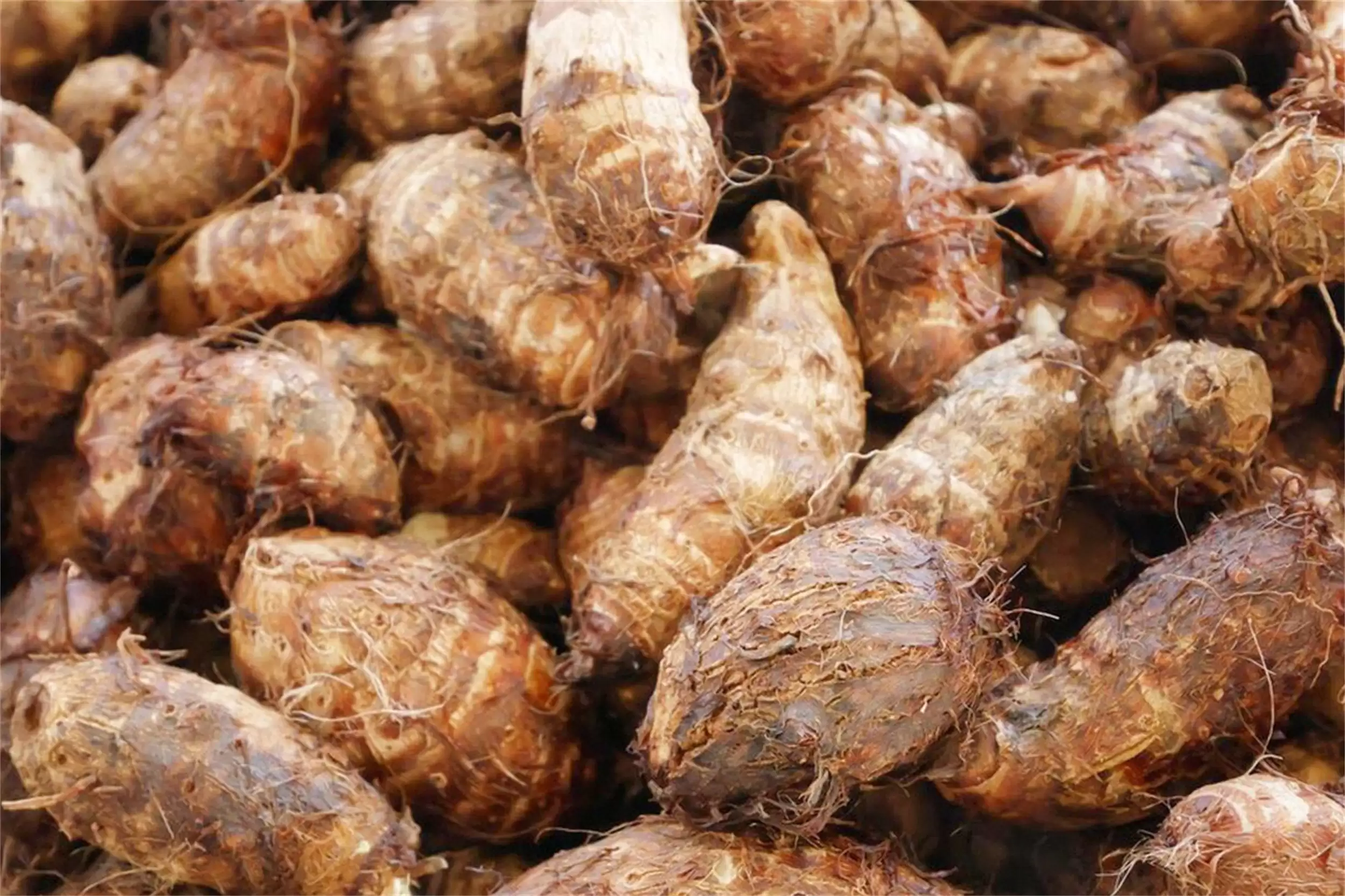 霜降养生多吃“4白”，祛寒补身正当时插图4