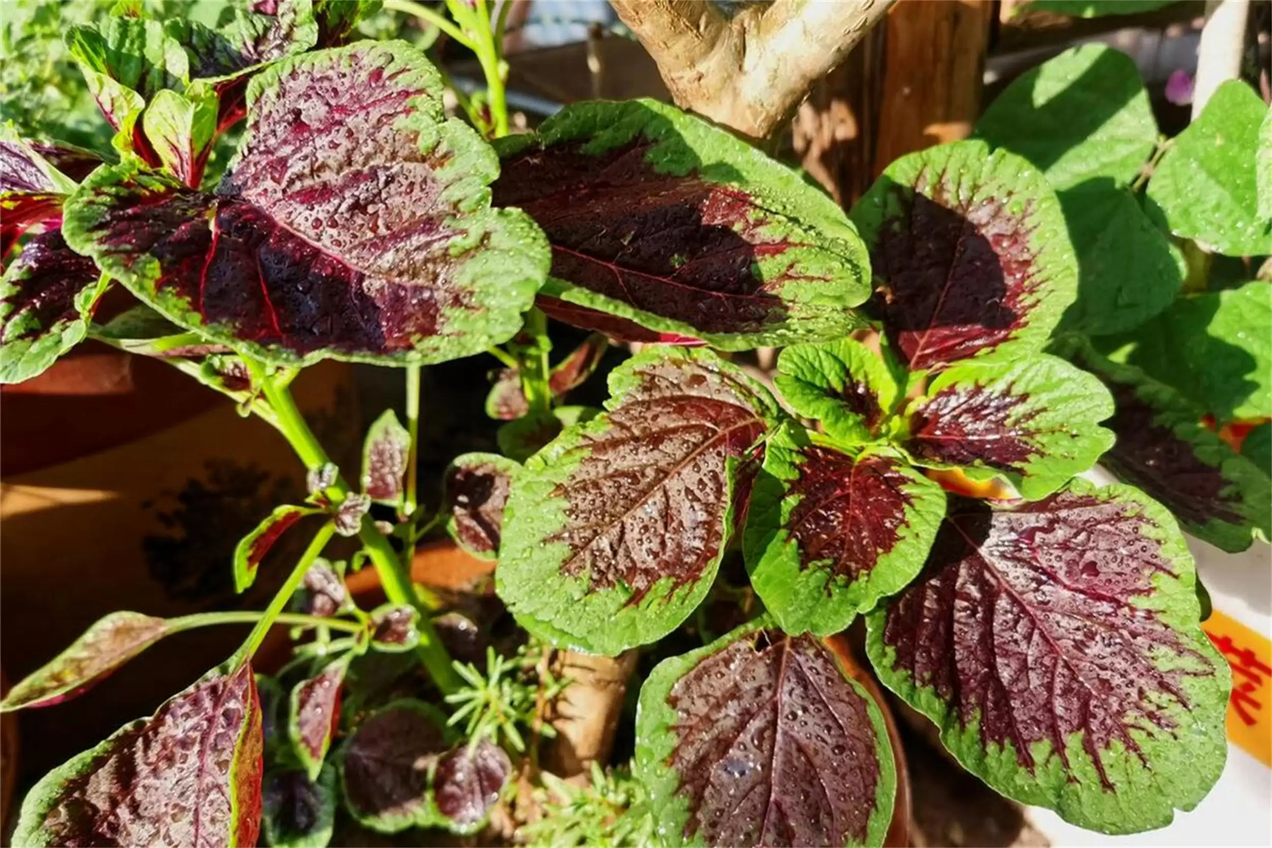 秋分“一宝”揭秘：养生吃法大公开插图1