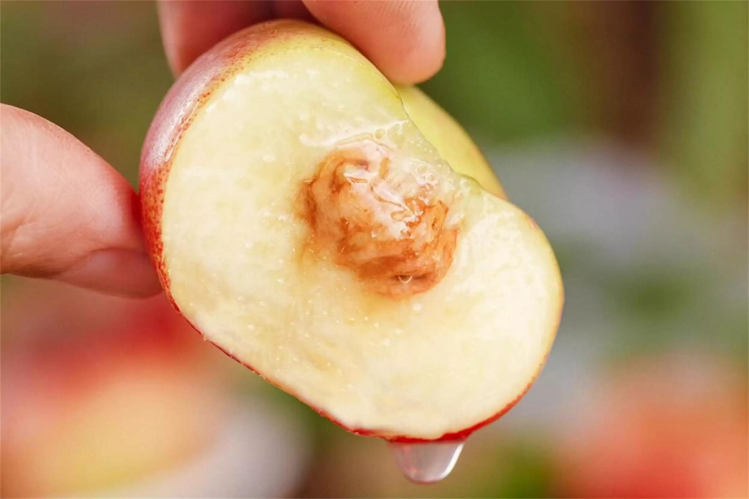 中国八地桃子大赏，香甜爽脆等你来尝插图8