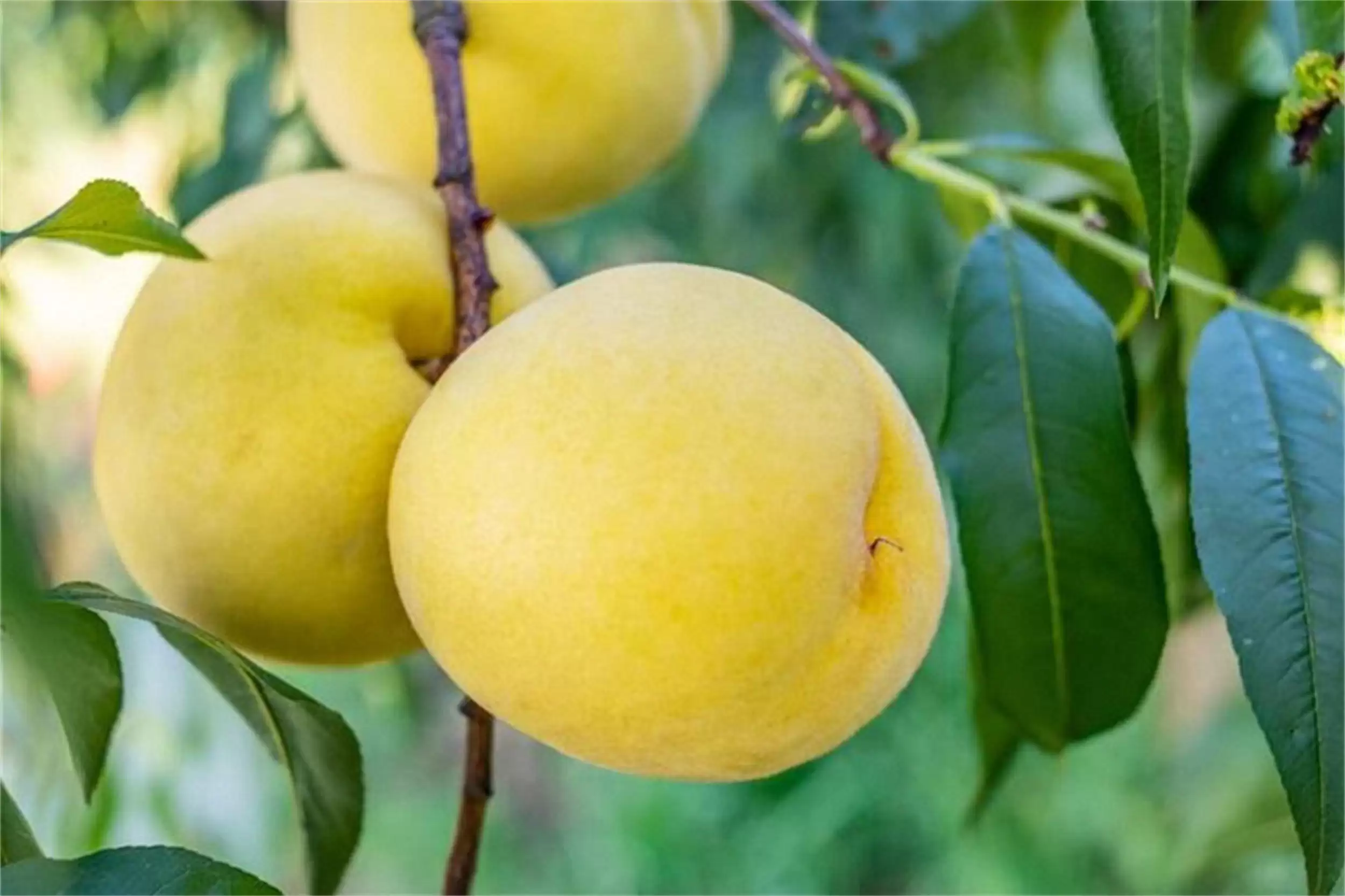 中国八地桃子大赏，香甜爽脆等你来尝插图11