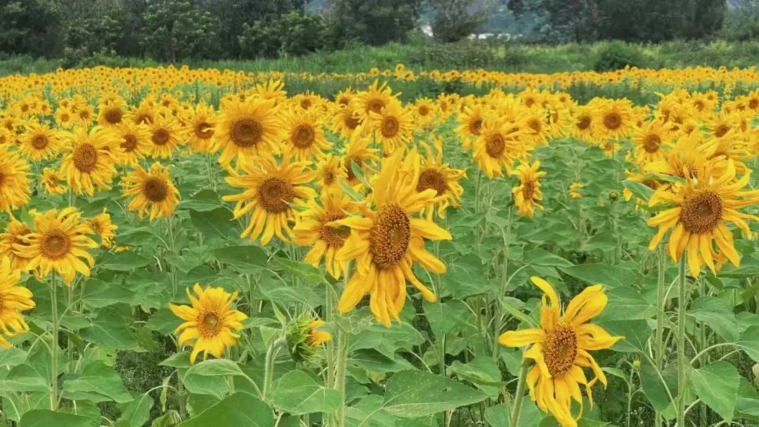 8月西昌花海添新景，成朋友圈打卡热门地！插图1