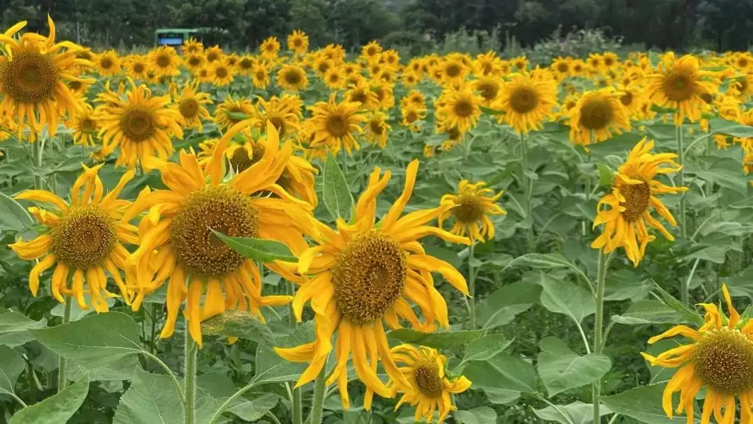 8月西昌花海添新景，成朋友圈打卡热门地！插图3