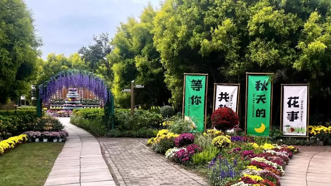 西昌菊展盛大开幕，135种37000多盆菊花惊艳全场！插图10