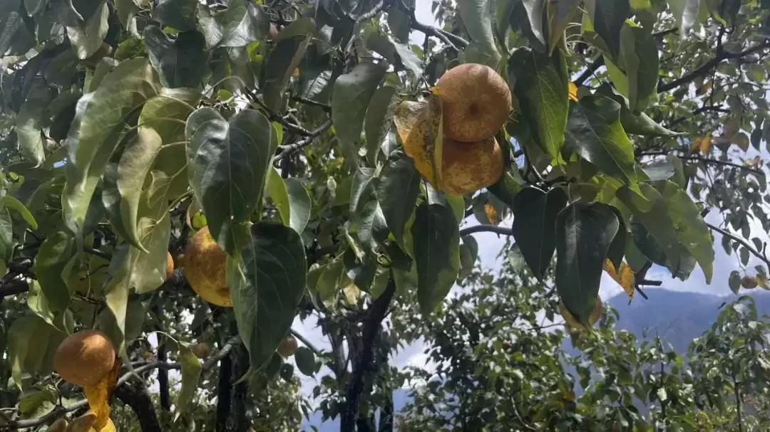 西昌安哈镇秋梨丰收，果香四溢弥漫整个小镇！插图1