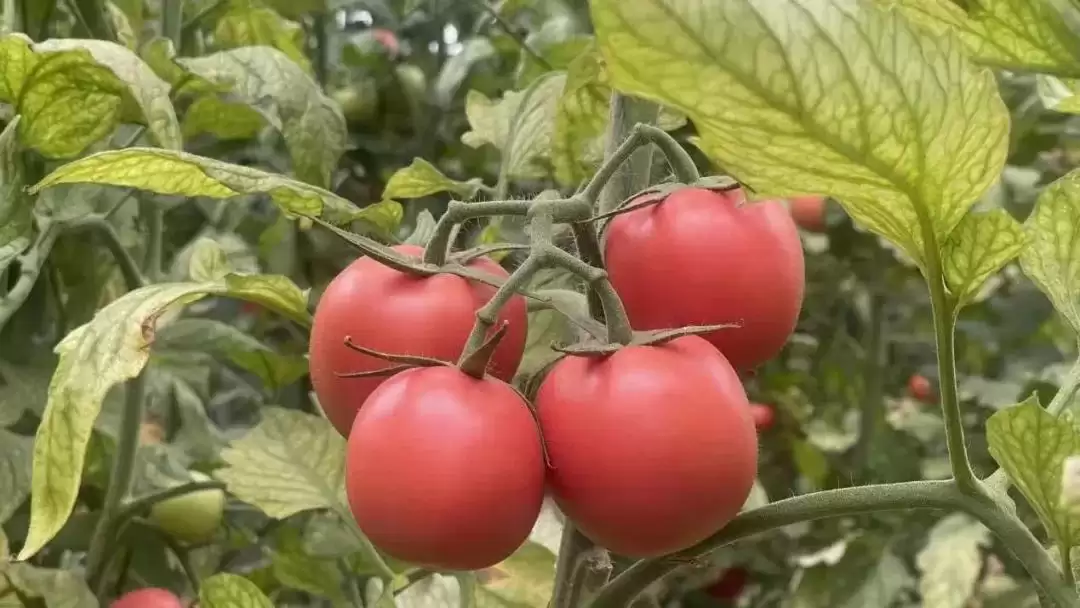 春华秋实又一年，西昌丰收盛景喜获丰收成果！插图6