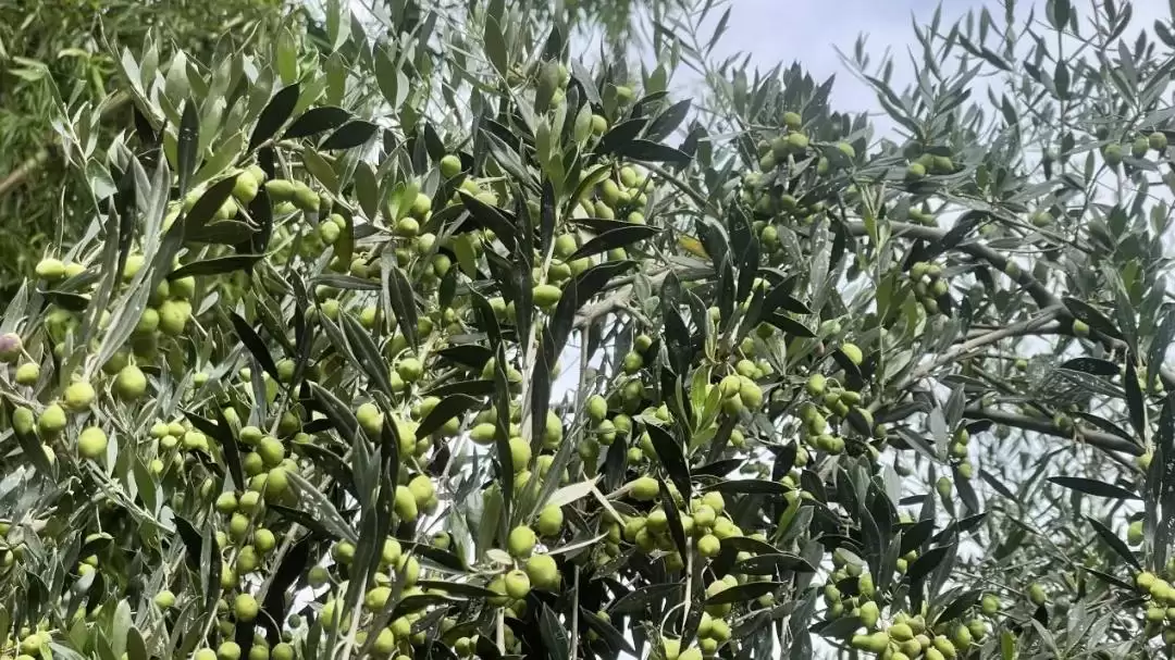 西昌安哈镇油橄榄丰收，金秋时节硕果累累迎丰收！插图1