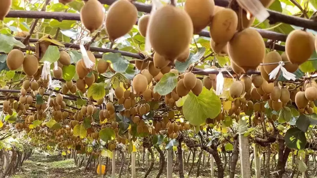 春华秋实又一年，西昌丰收盛景喜获丰收成果！插图13