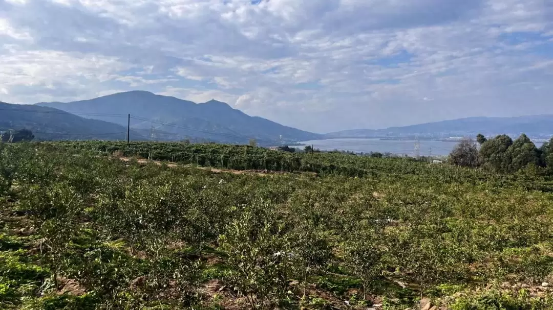 西昌海南街道百香果丰收，40亩果园甜到游客心间！-会东网