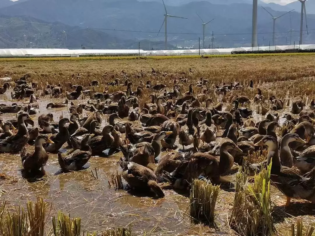 西昌大米浙江获奖，品质优良香飘千里获殊荣！插图6