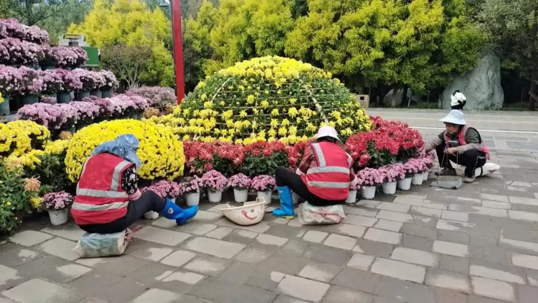 菊展园丁精心守护，以绣花功夫保障文明出行环境！-会东网