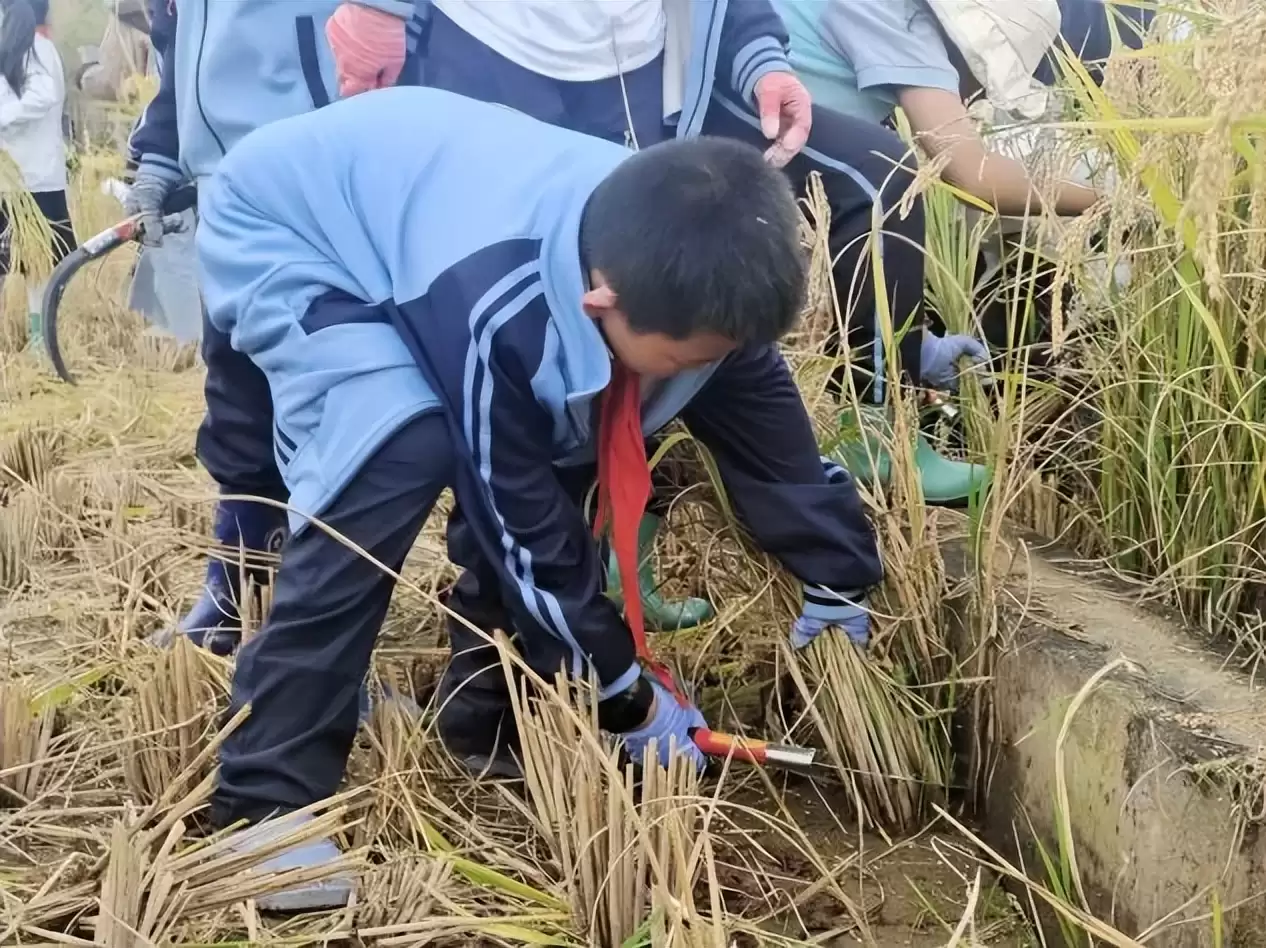 西昌一小学生项目式学习，体验农耕文化乐趣收获！插图2