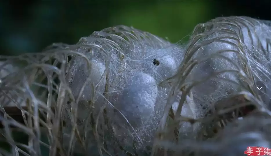 李子柒新视频：4个“非遗”惊艳众人插图4