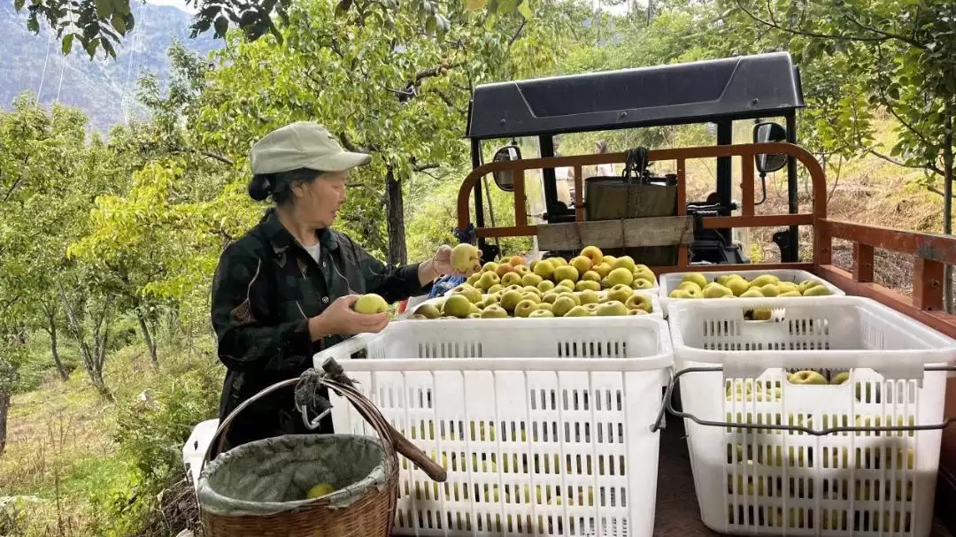 西昌安哈镇秋梨丰收，果香四溢弥漫整个小镇！插图3
